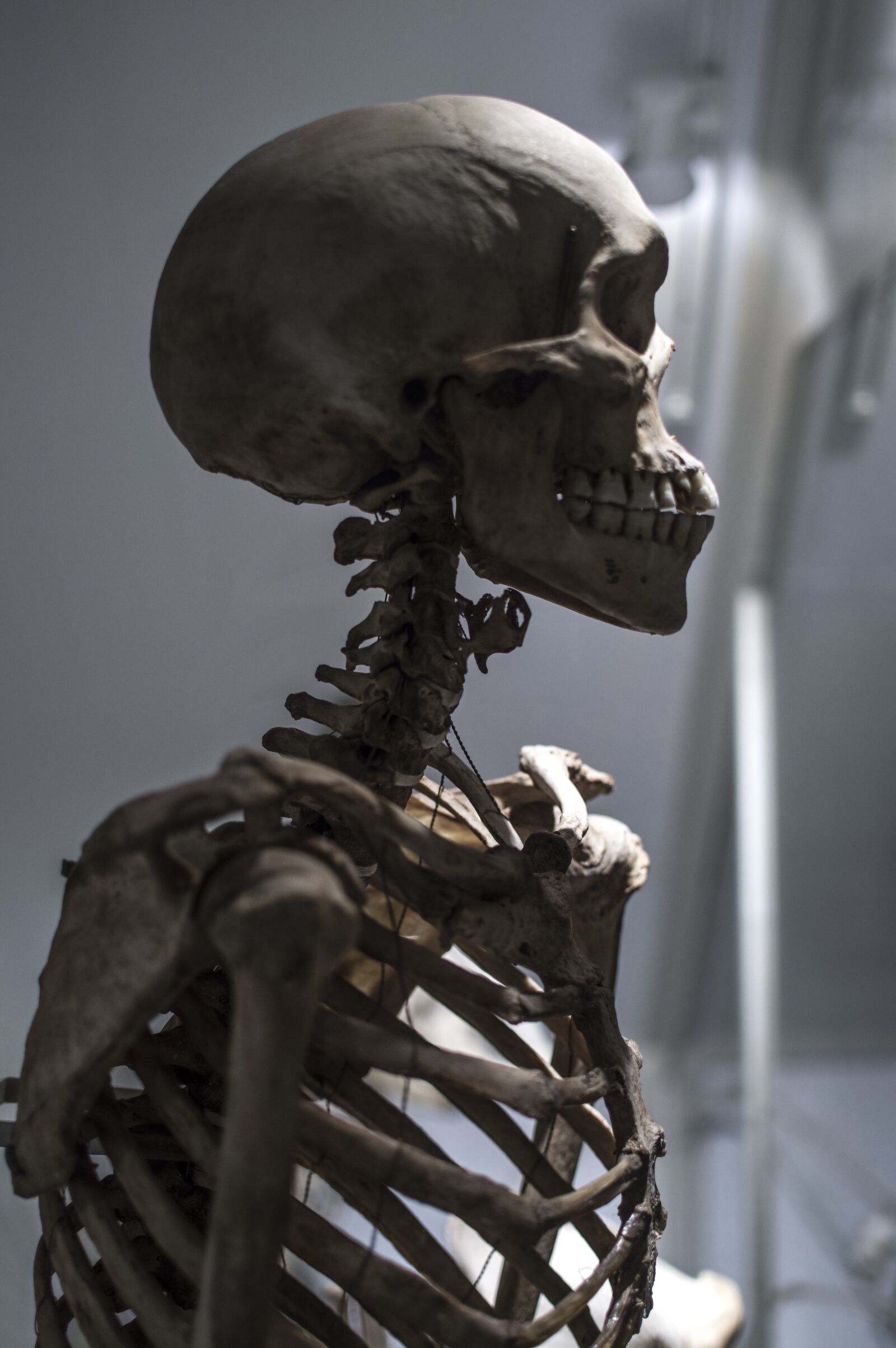 Nikon D3200 sample photo. Skeleton, bones, death photography