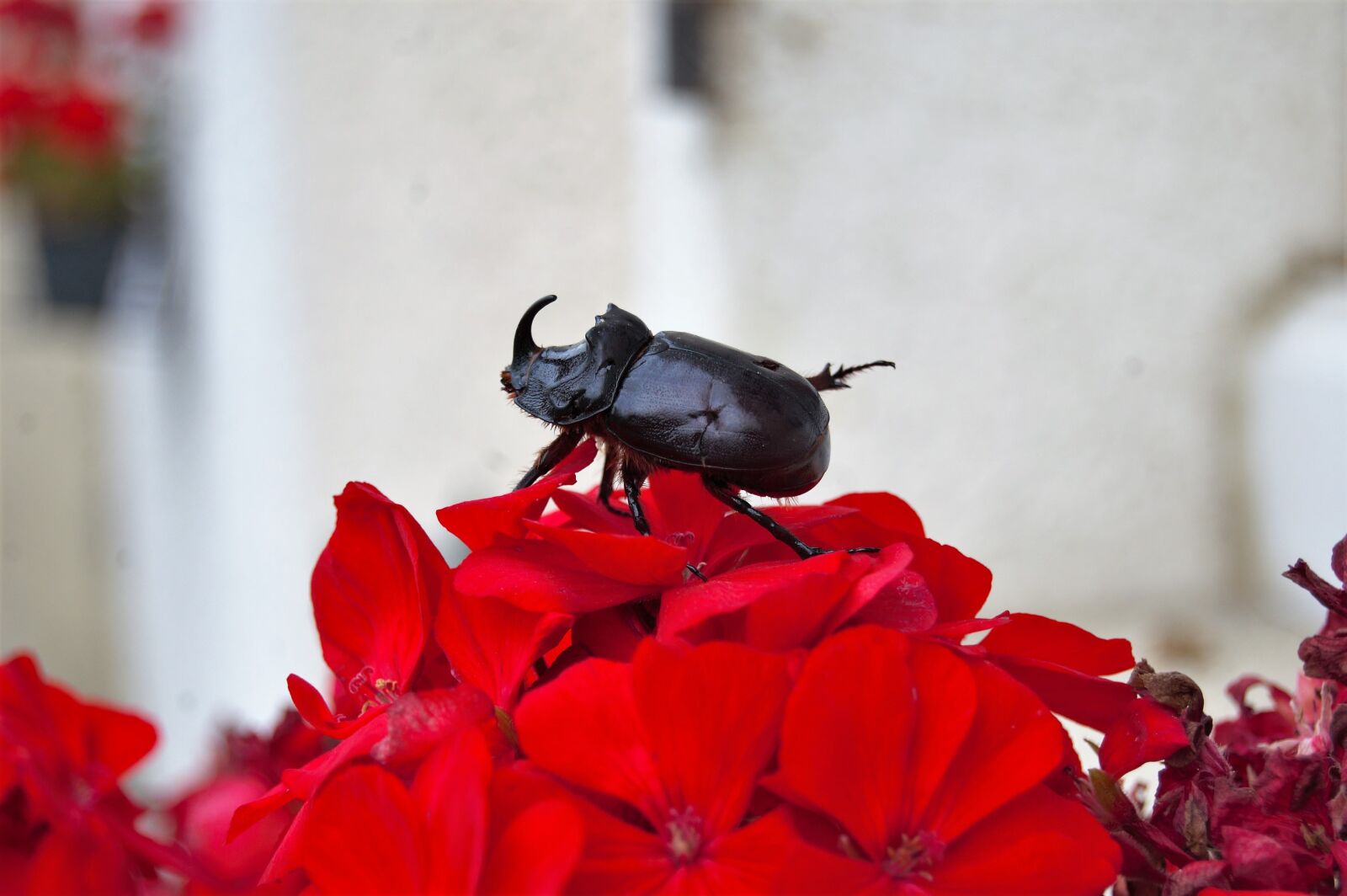Nikon D40 sample photo. Scarab, rhinoceros, flower photography
