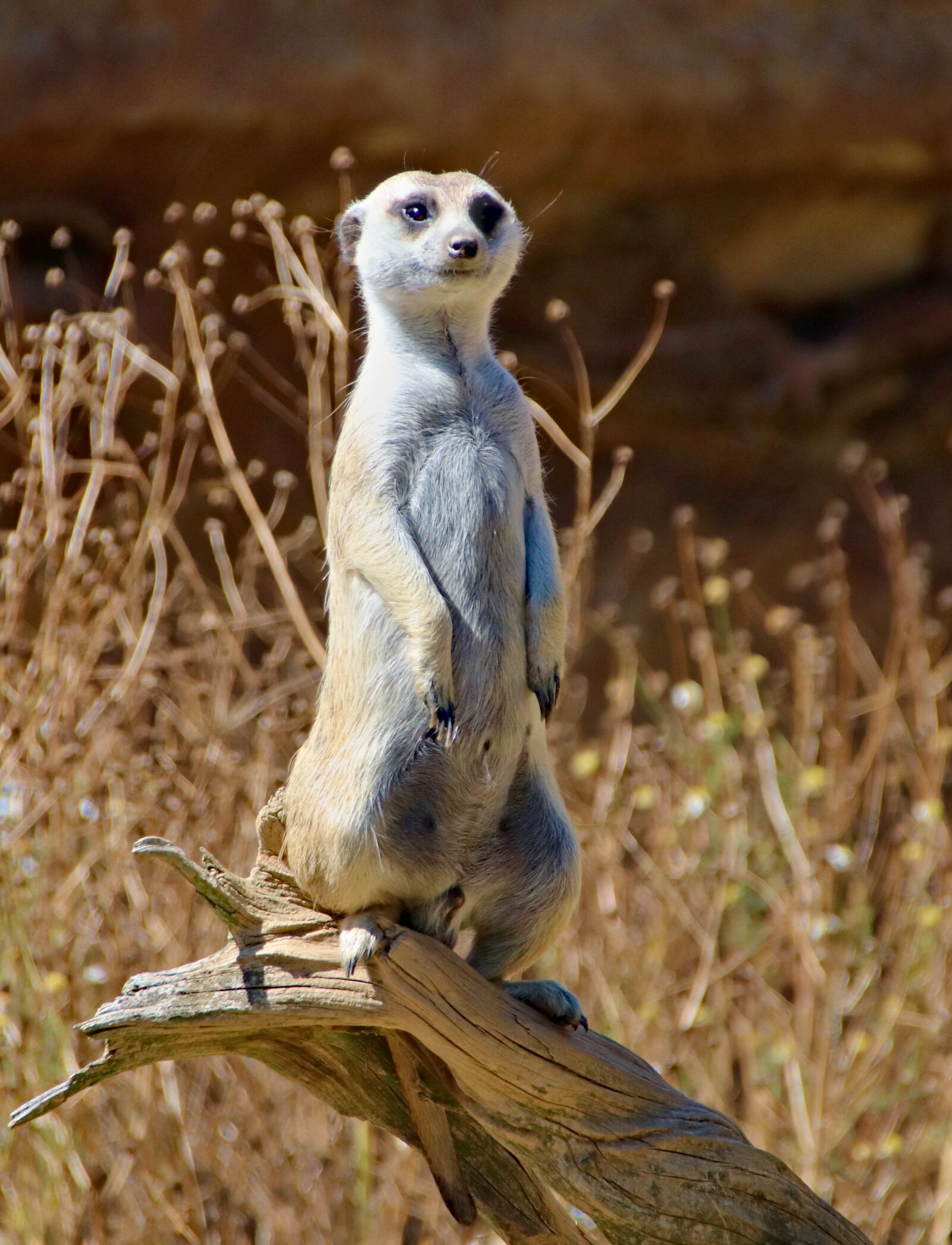 Canon EOS 77D (EOS 9000D / EOS 770D) sample photo. Meerkat, cat, animal photography