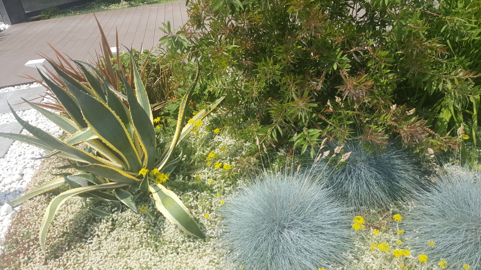 Samsung Galaxy S6 sample photo. кактус, растение, цветы photography