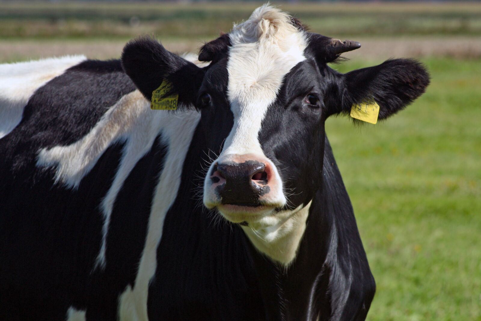 Canon EOS 450D (EOS Rebel XSi / EOS Kiss X2) sample photo. Beef, bull, animal photography