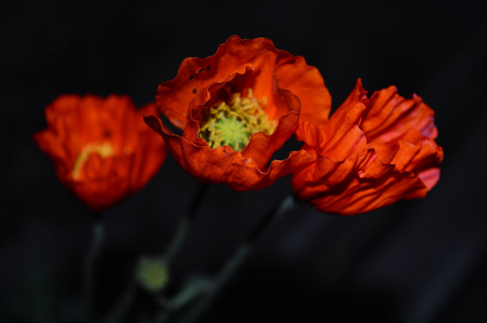 Nikon D3200 sample photo. Mack, flower, red photography