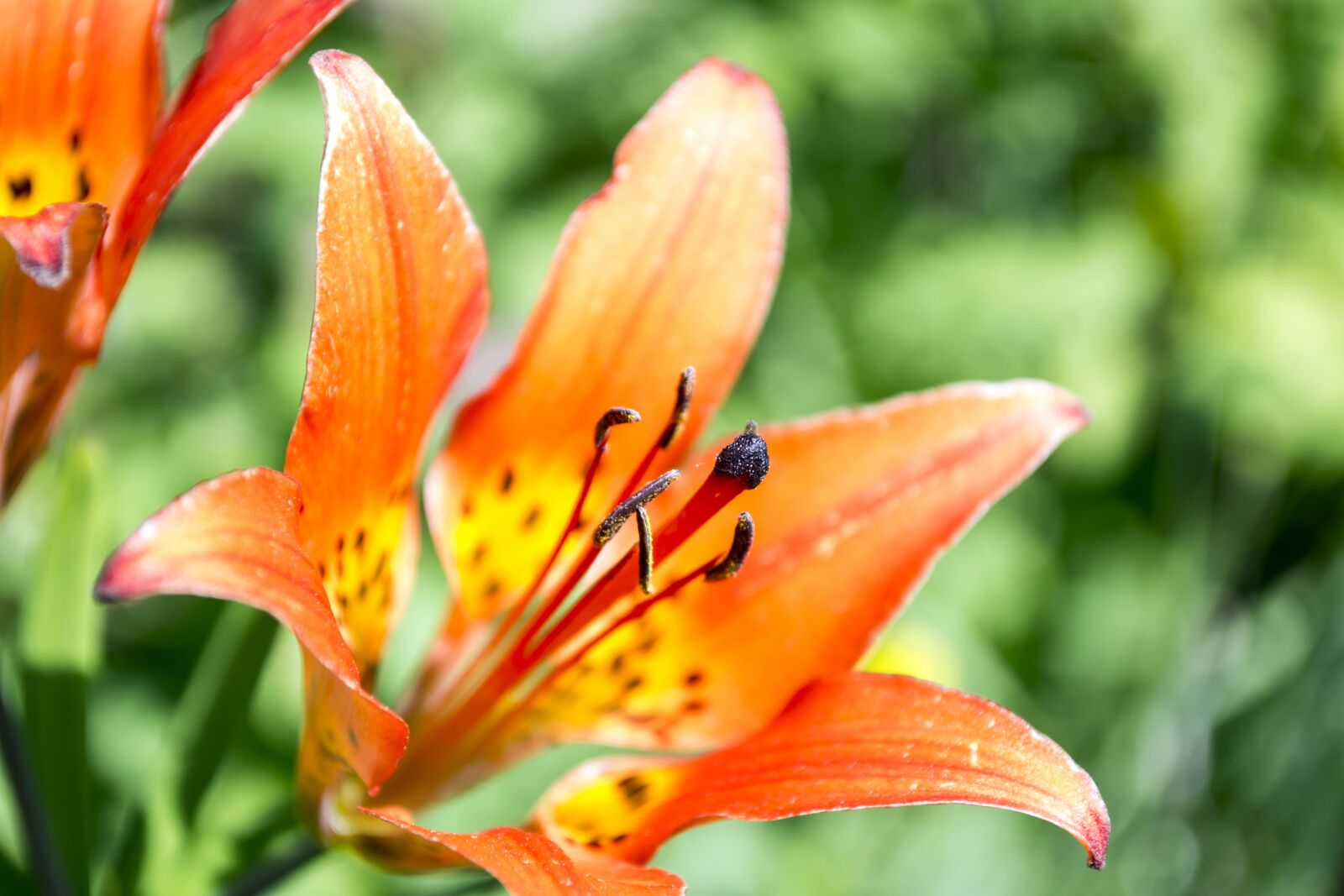 Nikon D3100 sample photo. Lily, tiger, flower photography