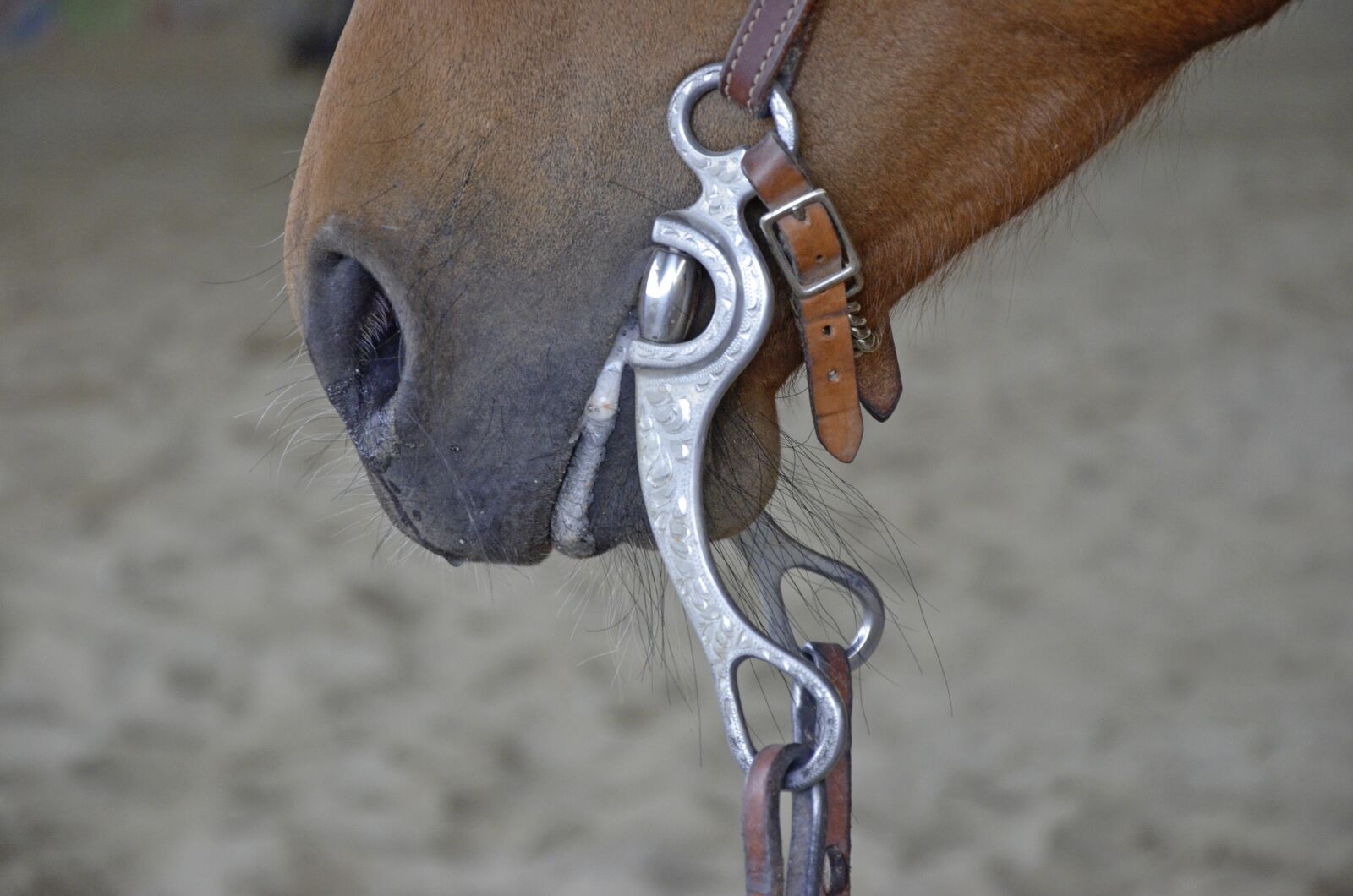 Nikon D5100 sample photo. Horse, bridle, foot photography