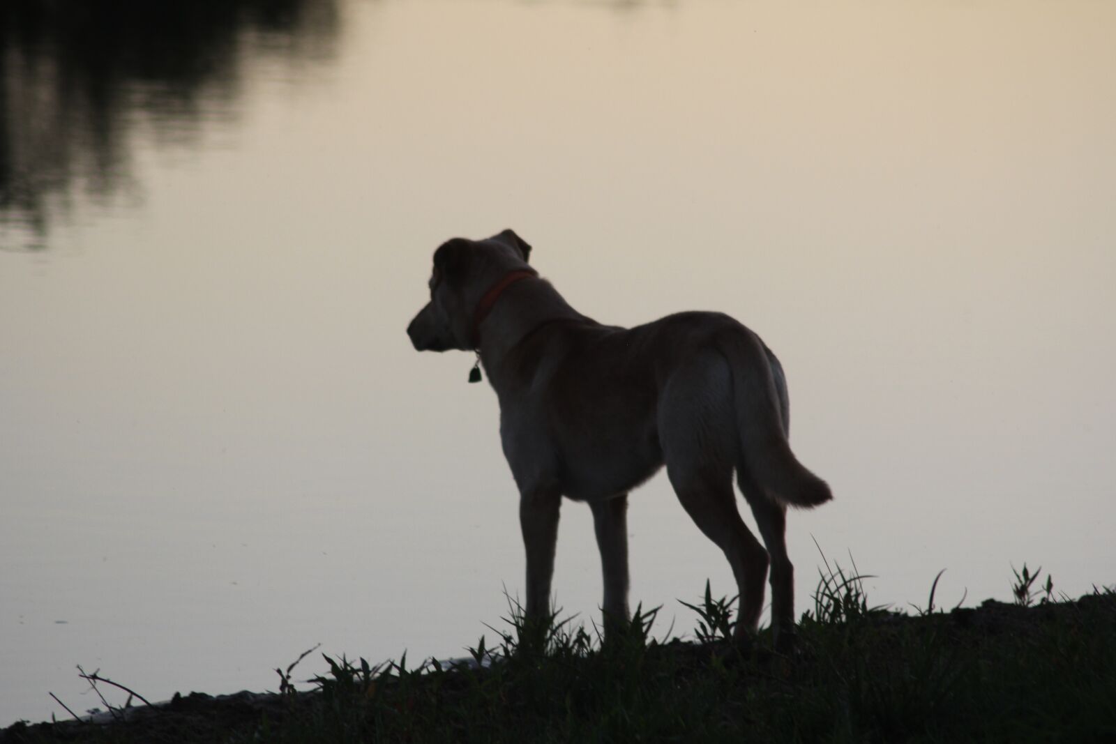 Canon EOS 60D sample photo. Dog, lab, labrador photography