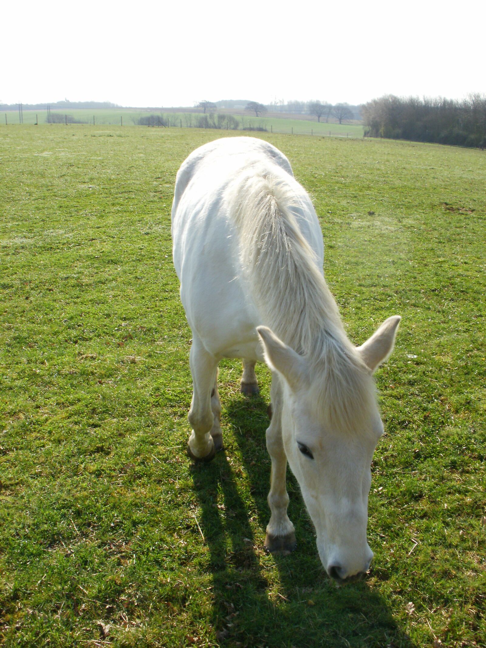 Olympus FE46,X41,X42 sample photo. Horse, white horse, animal photography