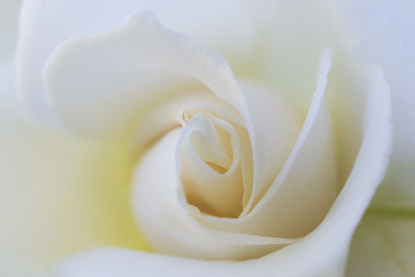 Nikon D3100 sample photo. White, flower, snowy white photography