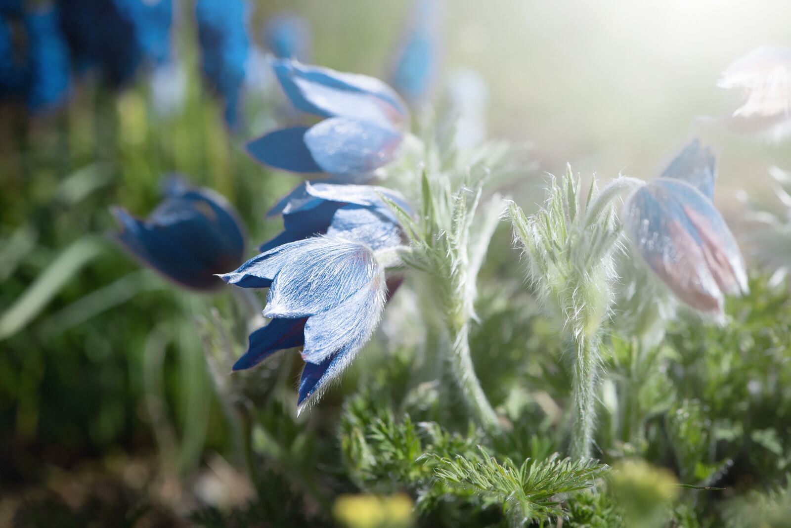 Nikon D750 sample photo. Anemones, blue, flowers photography