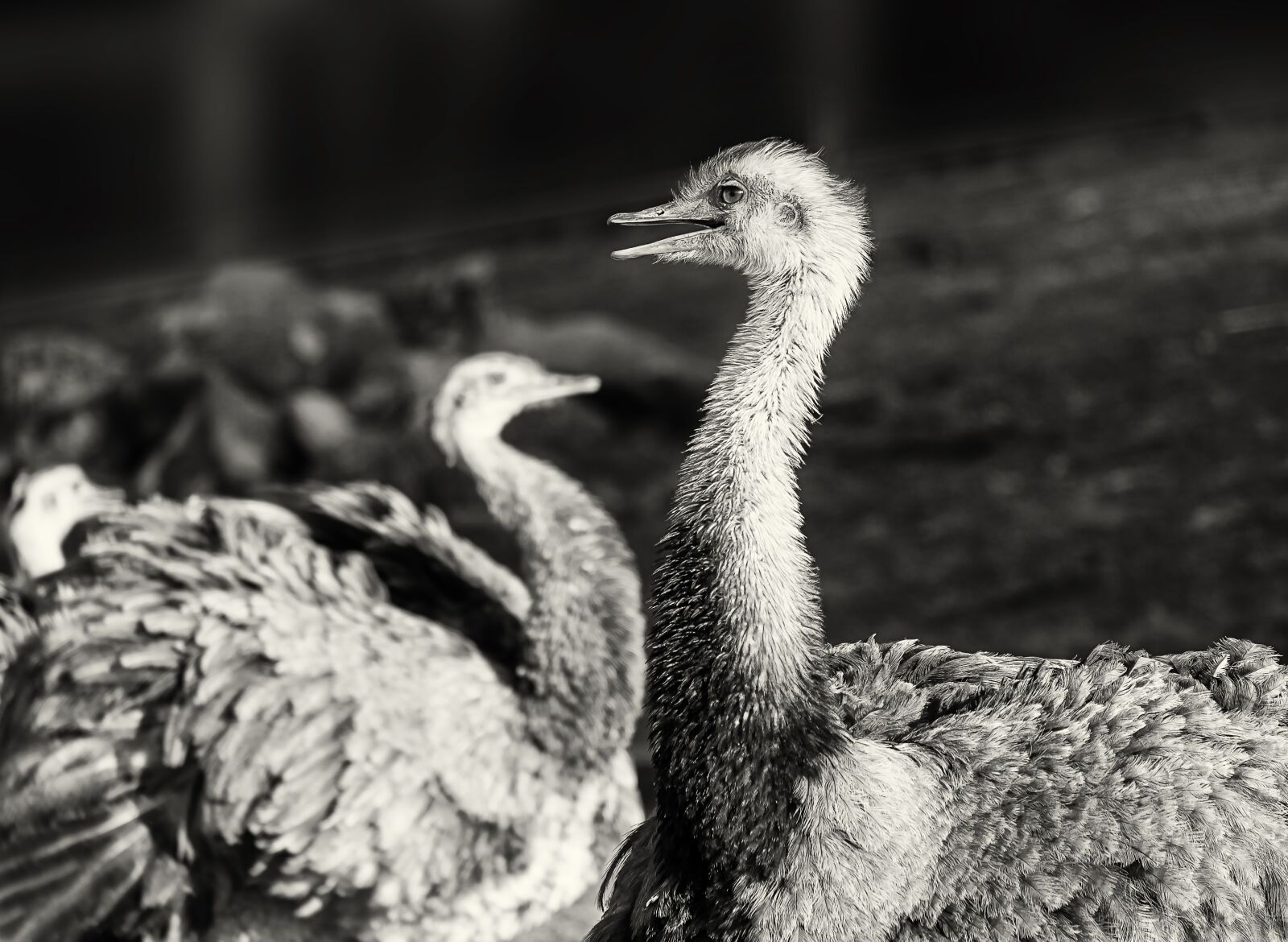 Fujifilm XF 55-200mm F3.5-4.8 R LM OIS sample photo. Rhea bird, big bird photography