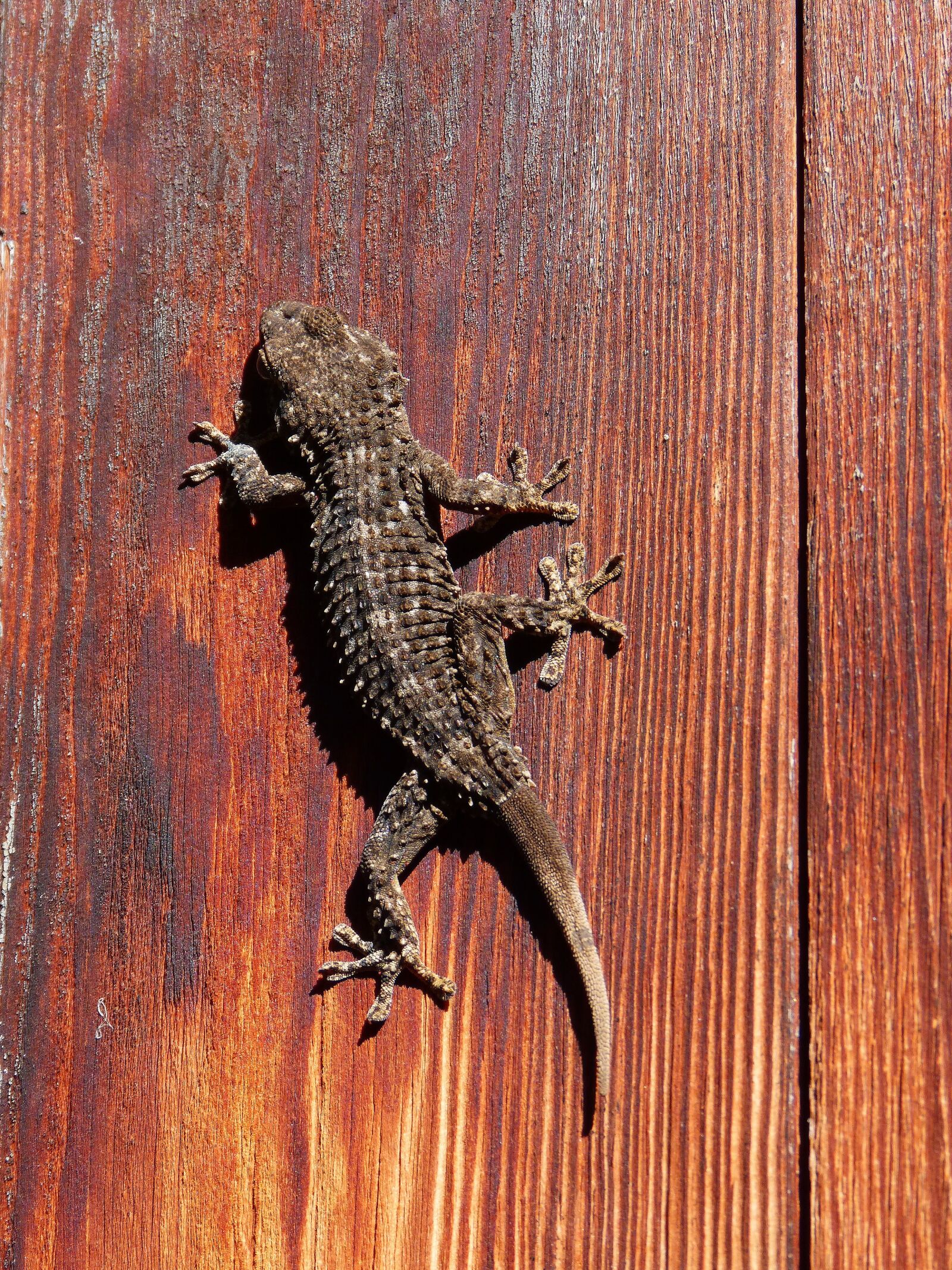 Panasonic DMC-FZ62 sample photo. Gecko, lizard, dragon photography