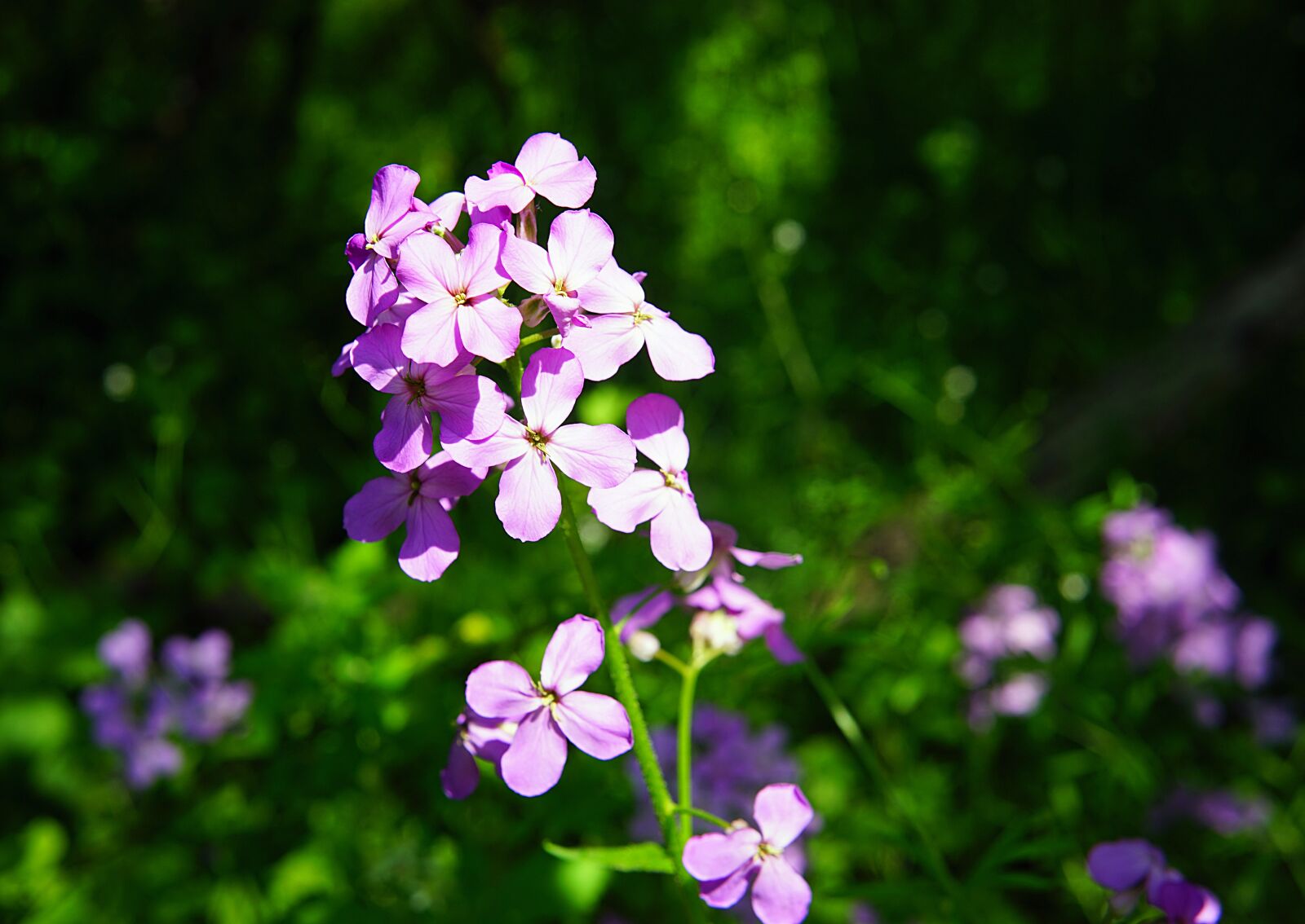 Samyang AF 45mm F1.8 FE sample photo. Wildflower, purple, spring photography