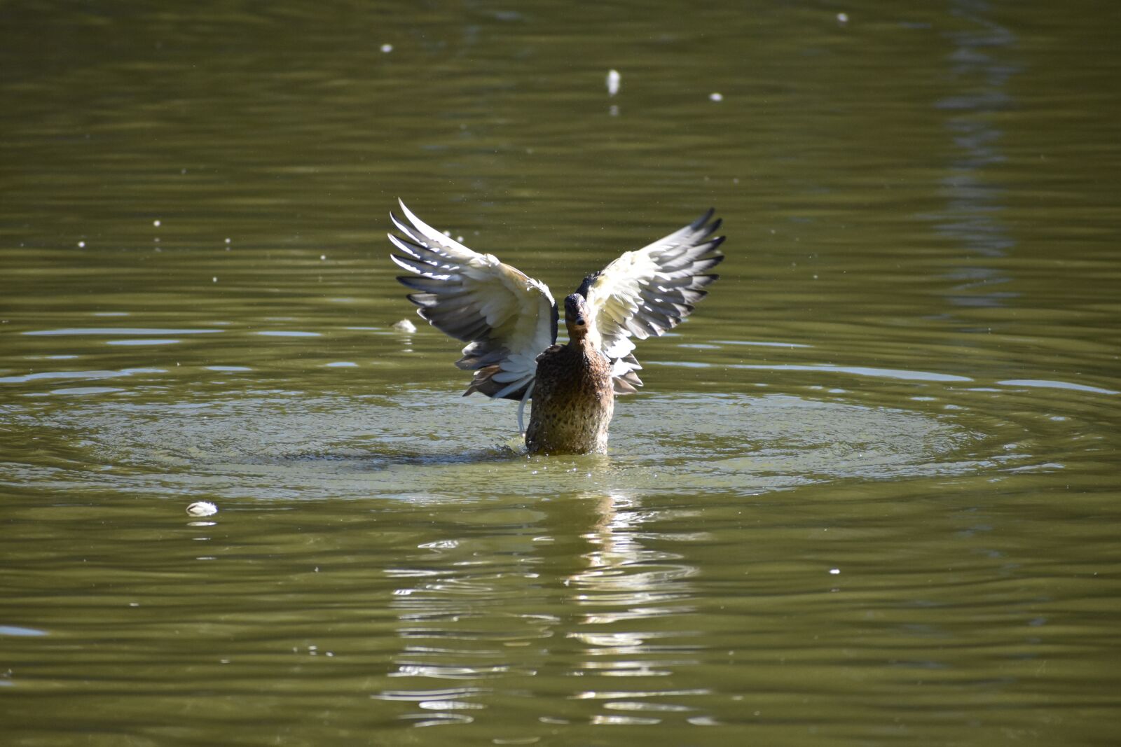 Nikon D3400 sample photo. Duck, wings, plays photography