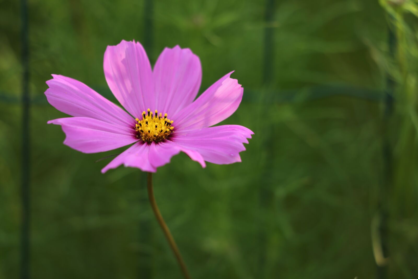 Canon EF 70-300 F4-5.6 IS II USM sample photo. Pink cosmos, blooming, flower photography