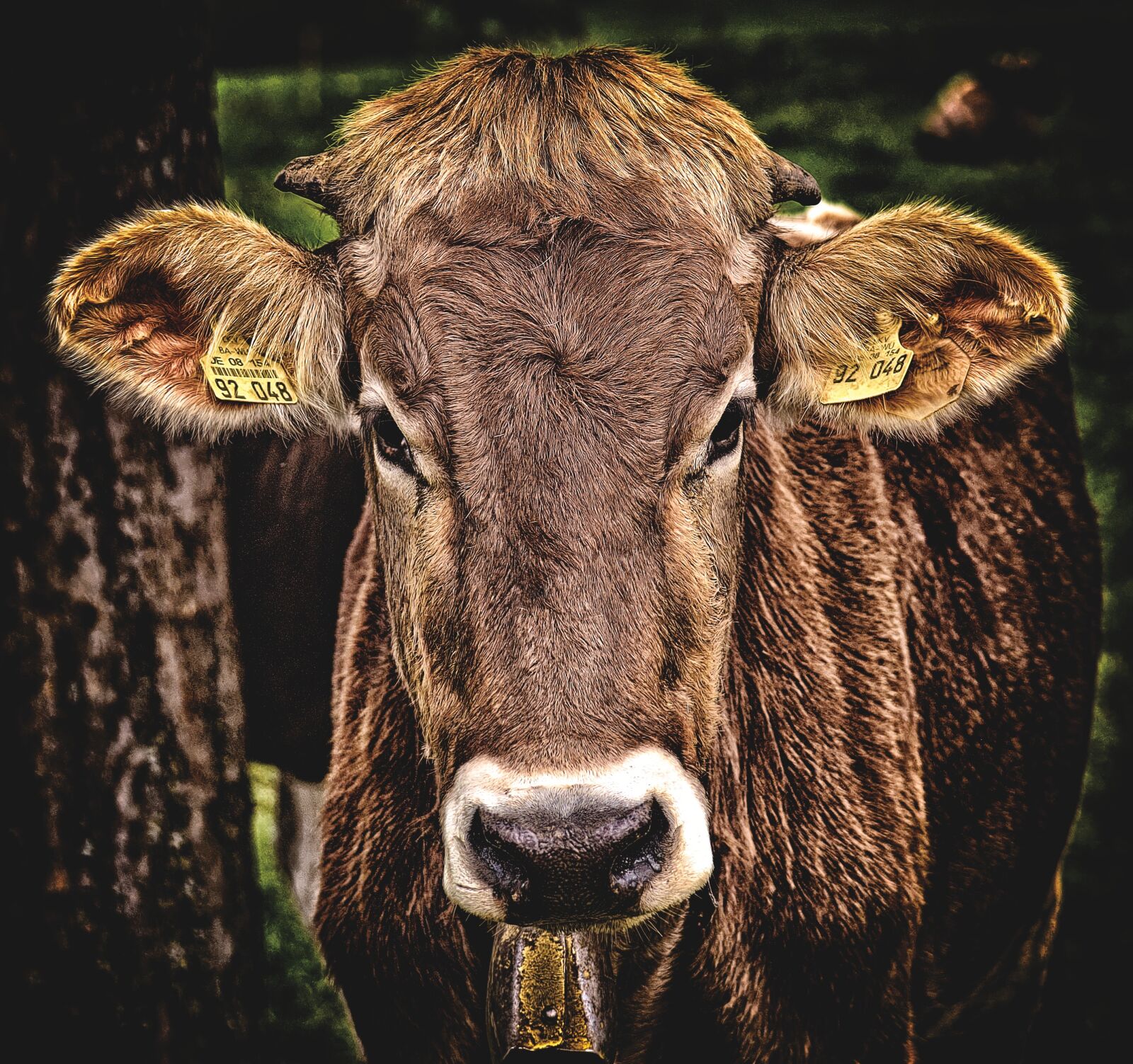 Nikon D3200 sample photo. Cow, allgäu, cows photography