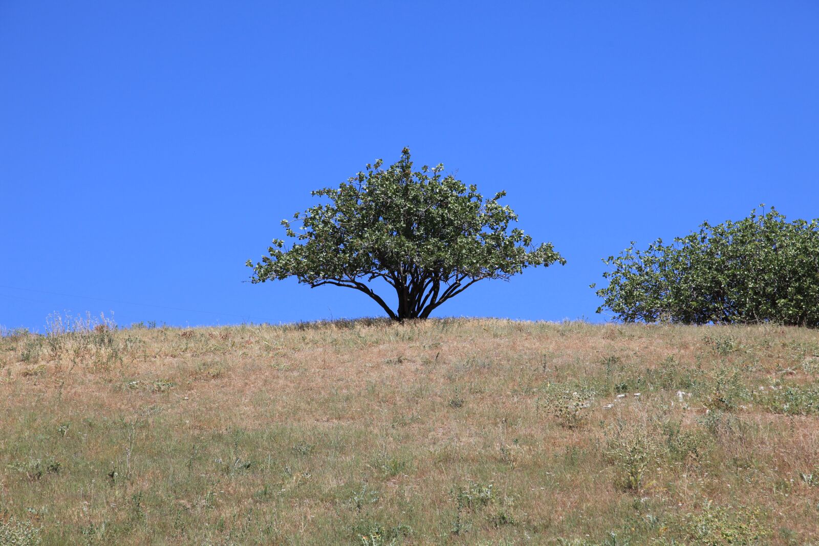 Canon EOS 5D Mark II sample photo. Nature, tree, sky photography
