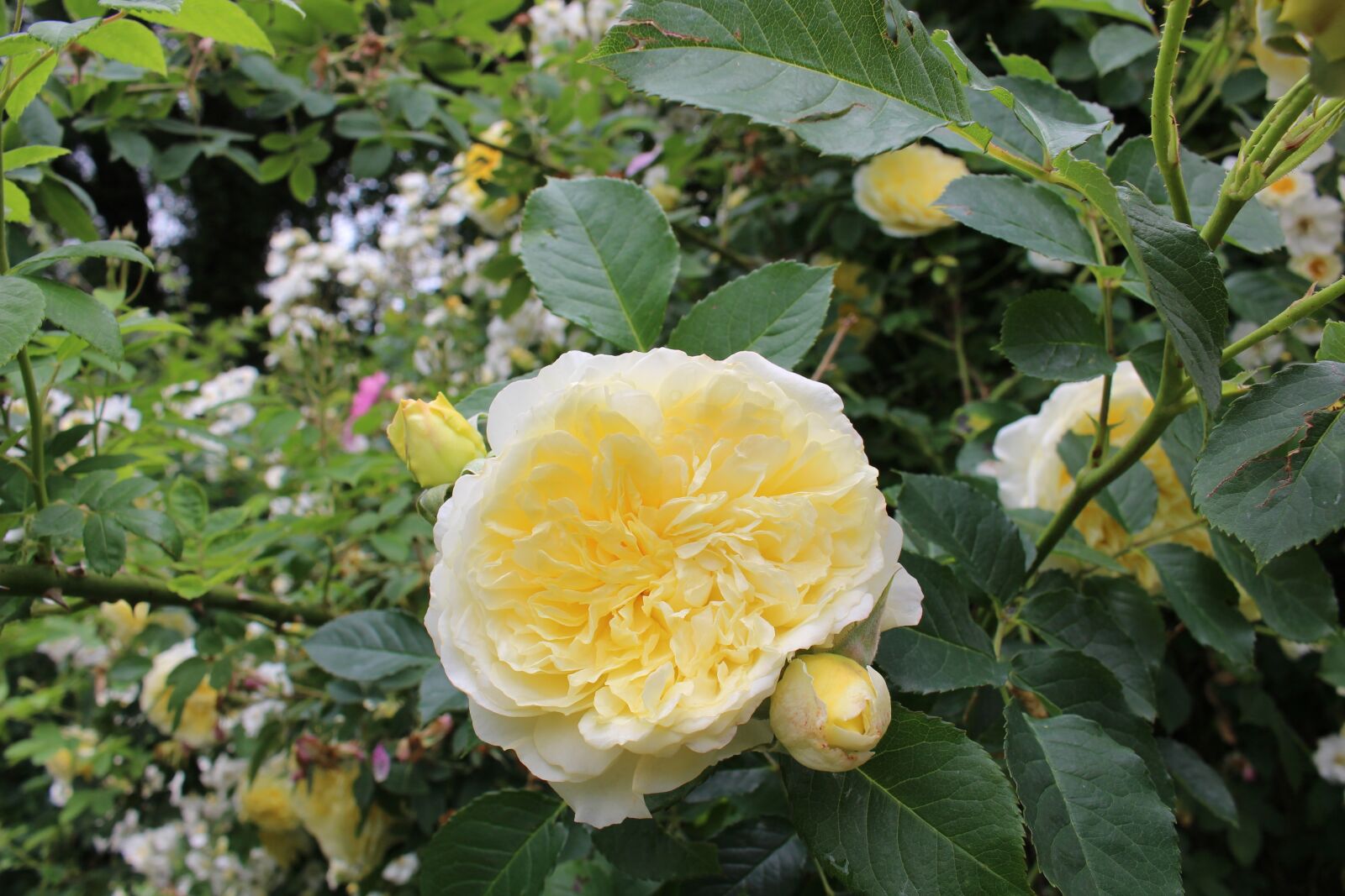 Canon EOS 700D (EOS Rebel T5i / EOS Kiss X7i) sample photo. Rose, yellow rose, rose photography