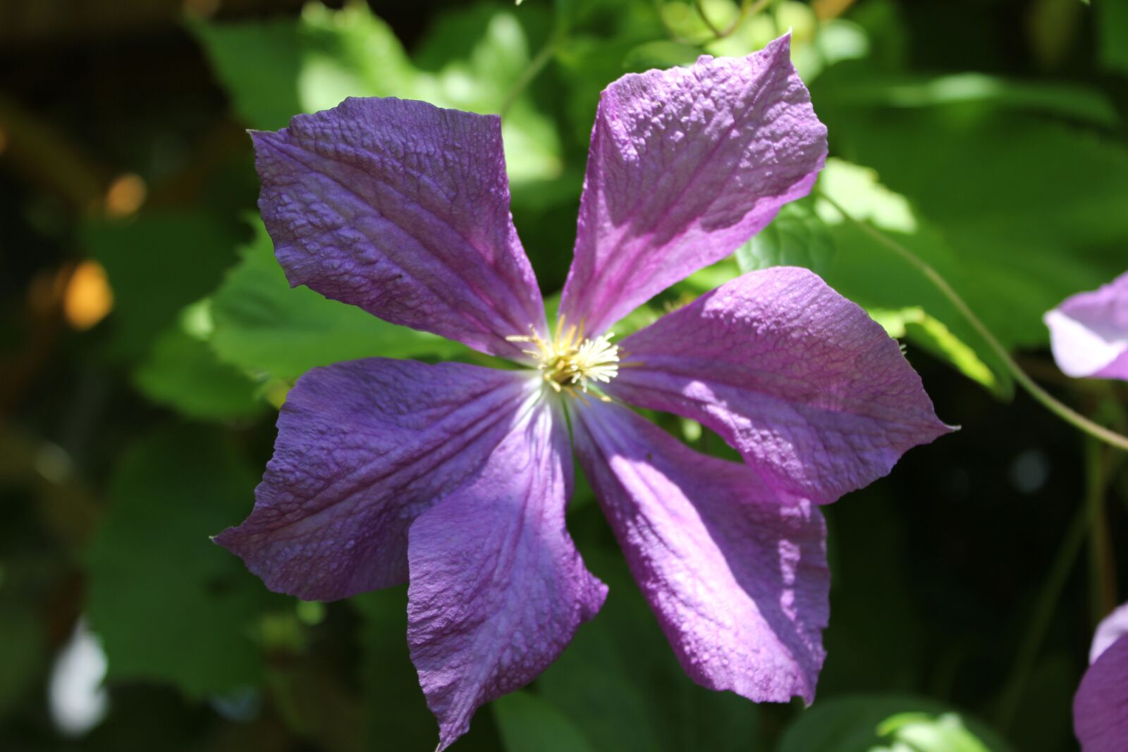 Canon EOS 550D (EOS Rebel T2i / EOS Kiss X4) sample photo. Flower, violet, summer photography
