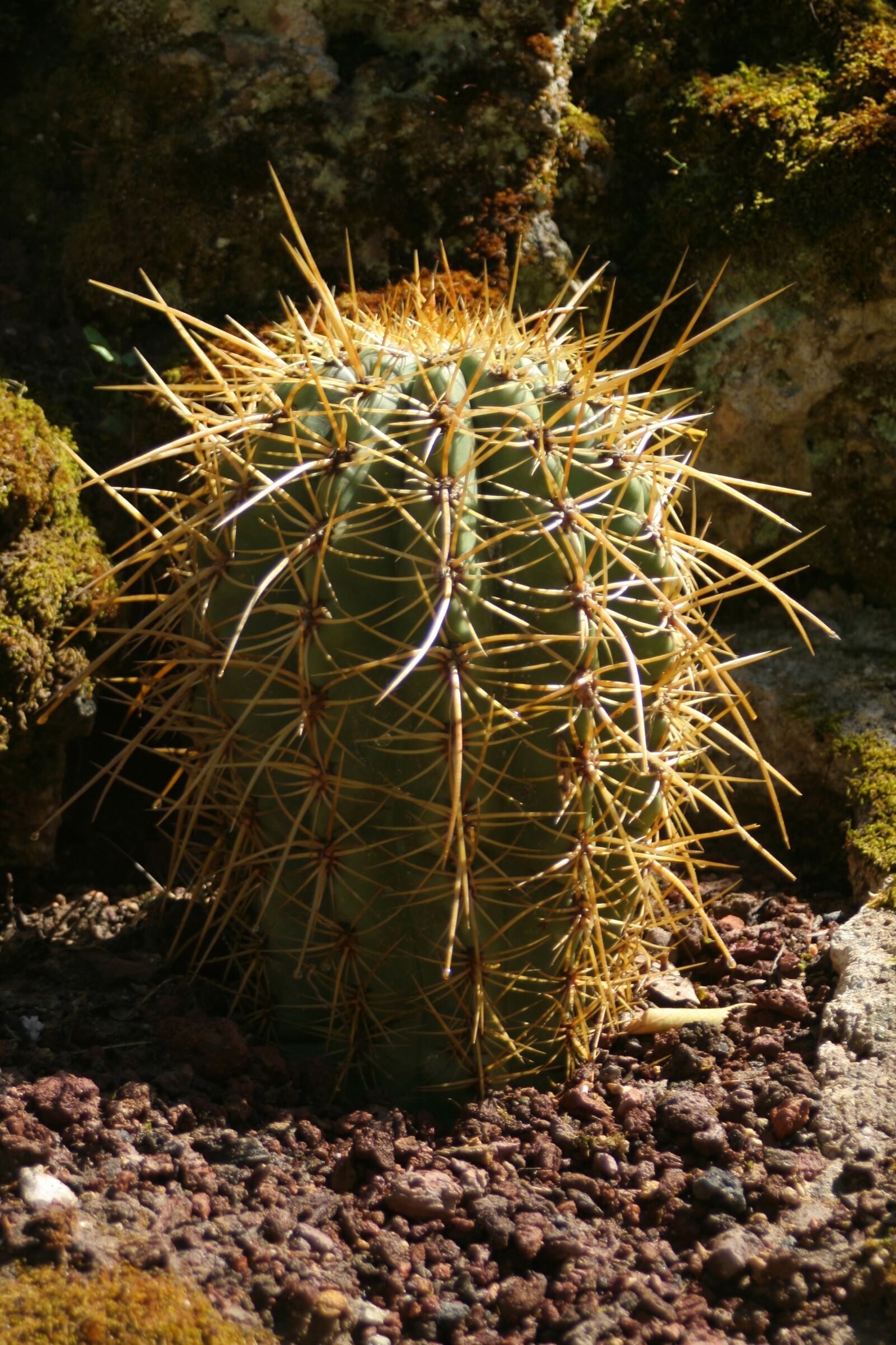 Canon EOS 350D (EOS Digital Rebel XT / EOS Kiss Digital N) sample photo. Cactus, plants, tropics photography