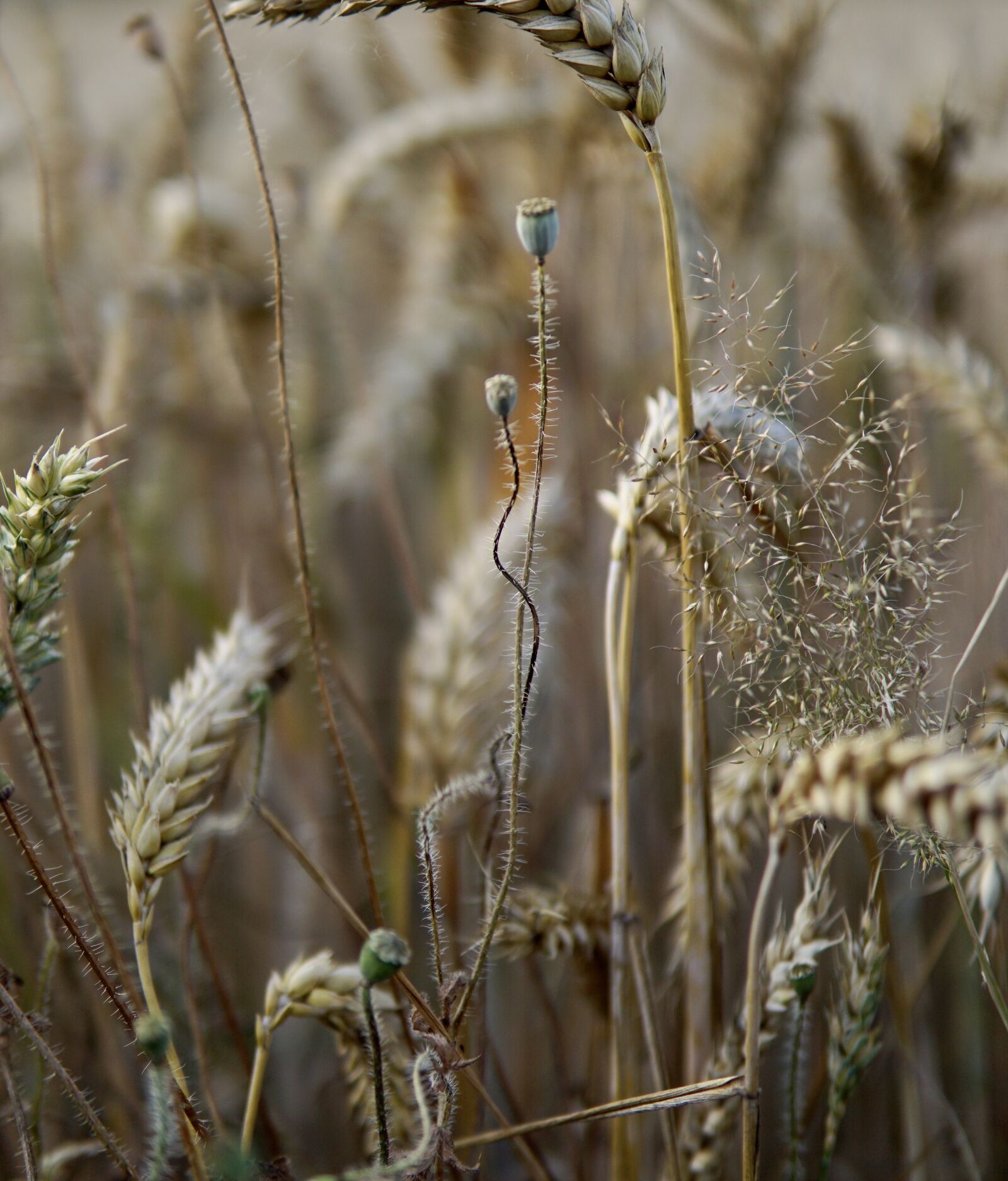 30mm F1.4 DC DN | Contemporary 016 sample photo. Wheat, close up, cereals photography