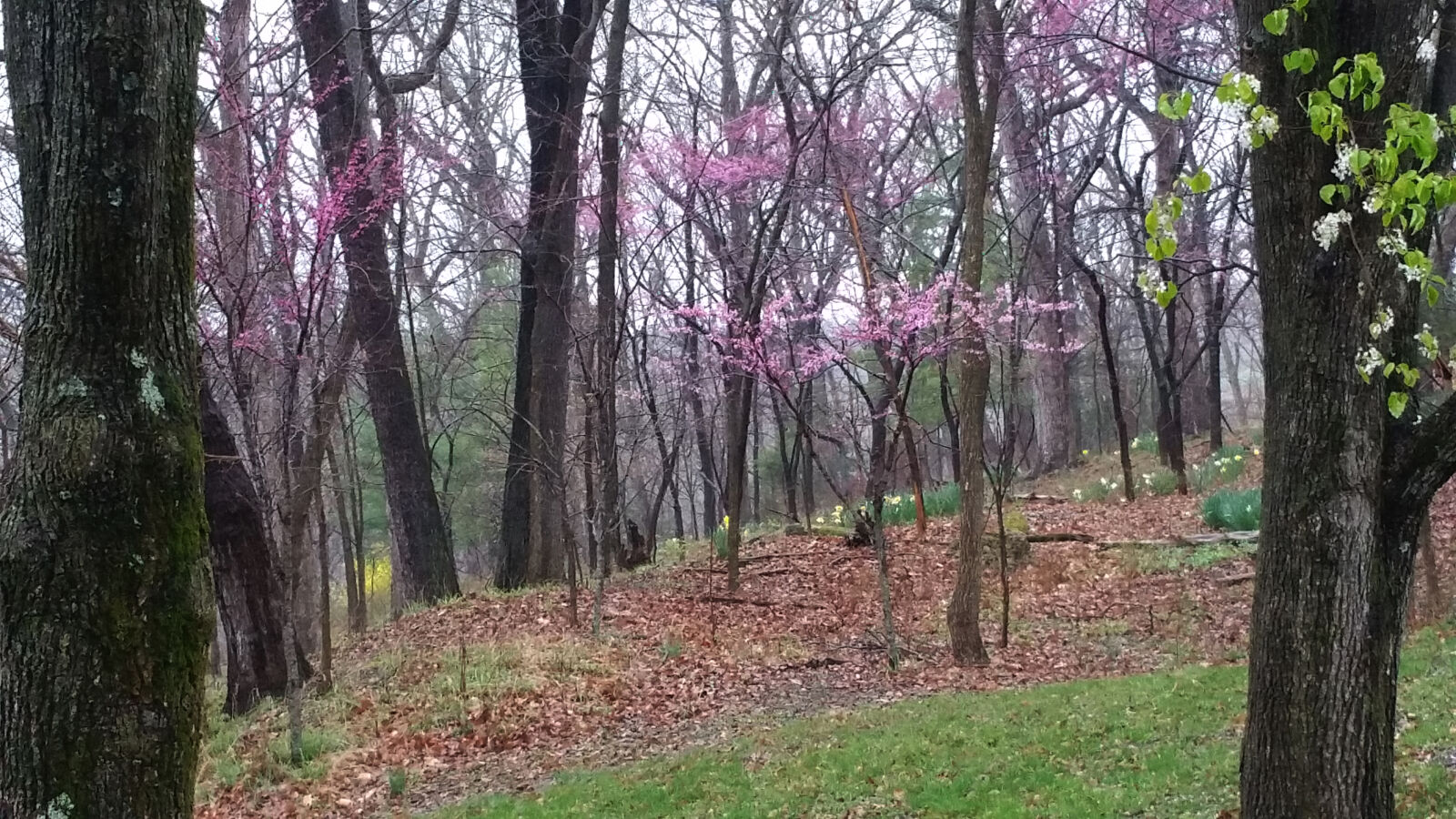 Samsung Galaxy Note Edge sample photo. Daffodils, fog, forest, redbud photography