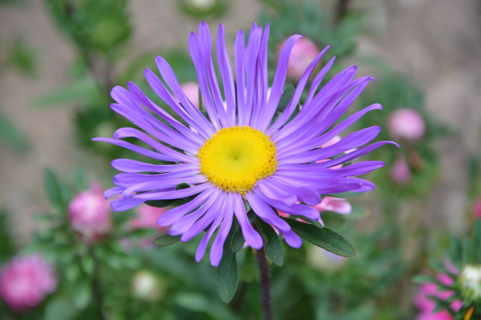 Nikon D5200 sample photo. Flower, marguerite, purple photography