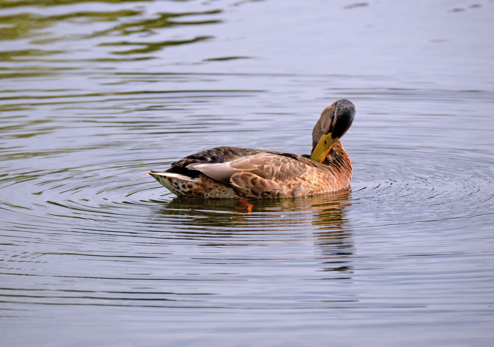 Nikon D3200 sample photo. Ente, stockente, jung photography