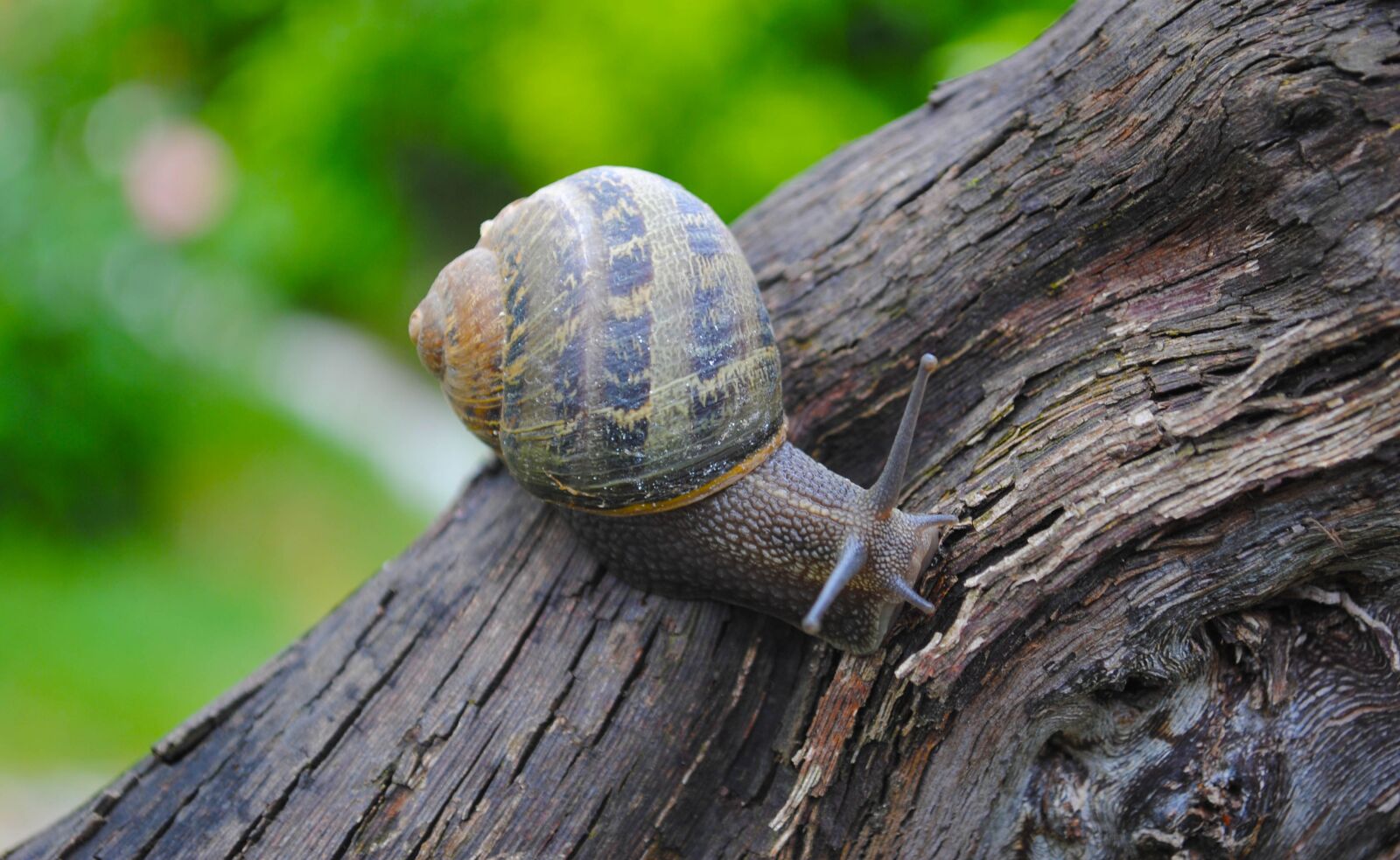 Nikon D3000 sample photo. Snail, animal, shell photography