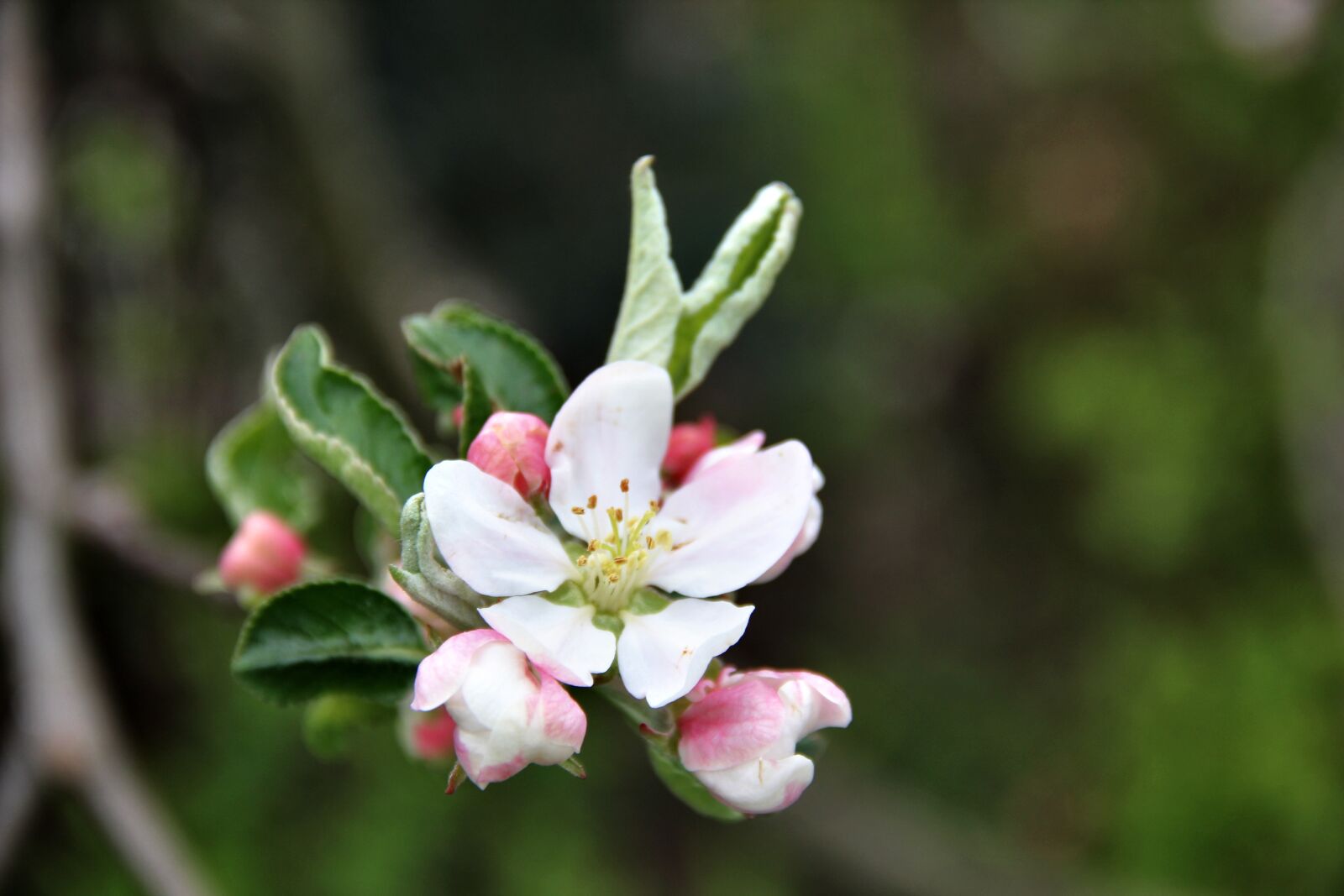 Canon EOS 550D (EOS Rebel T2i / EOS Kiss X4) sample photo. Apple tree, flower, flowering photography