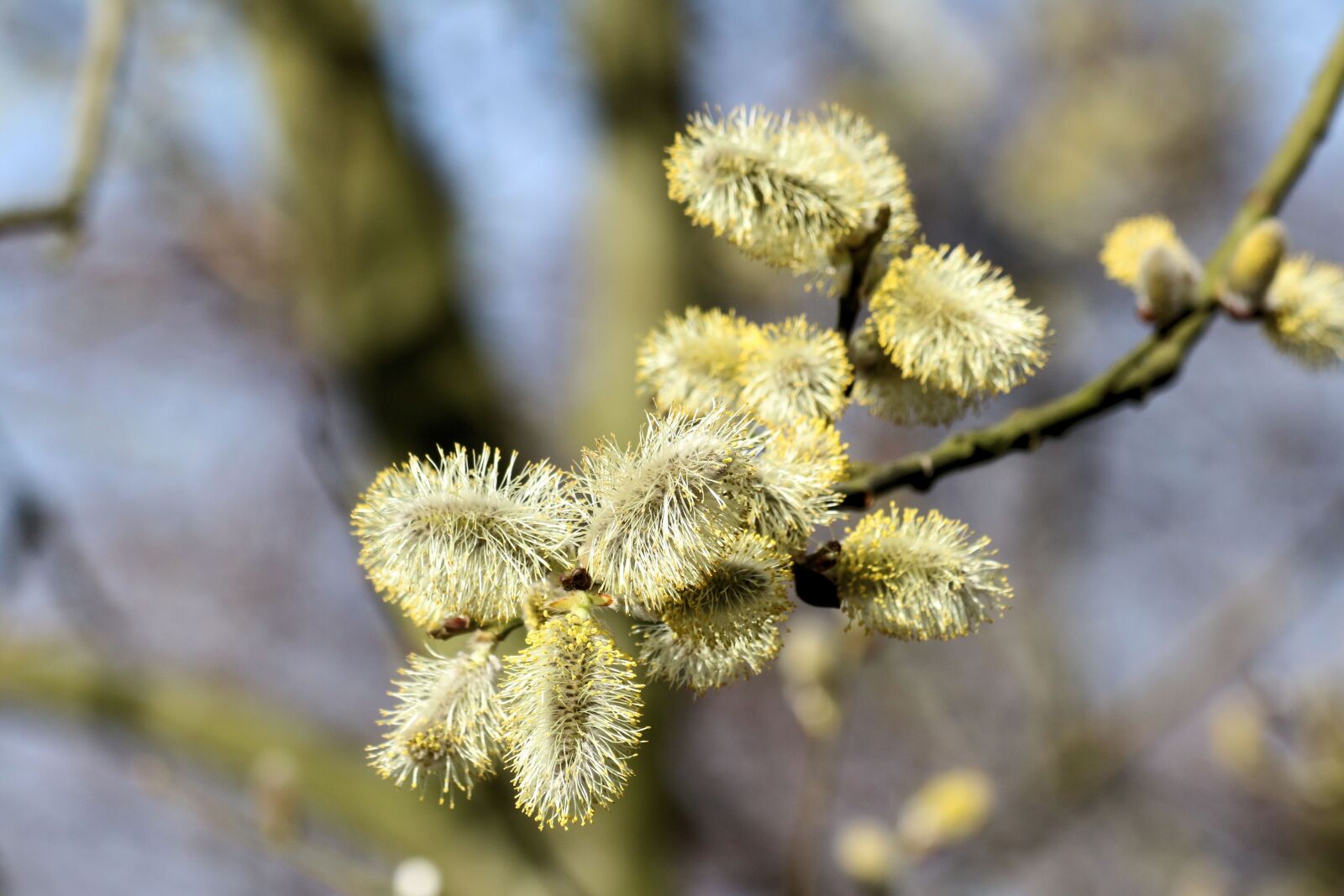 Canon EF 70-300mm F4-5.6 IS USM sample photo. Willow, close up, pollen photography