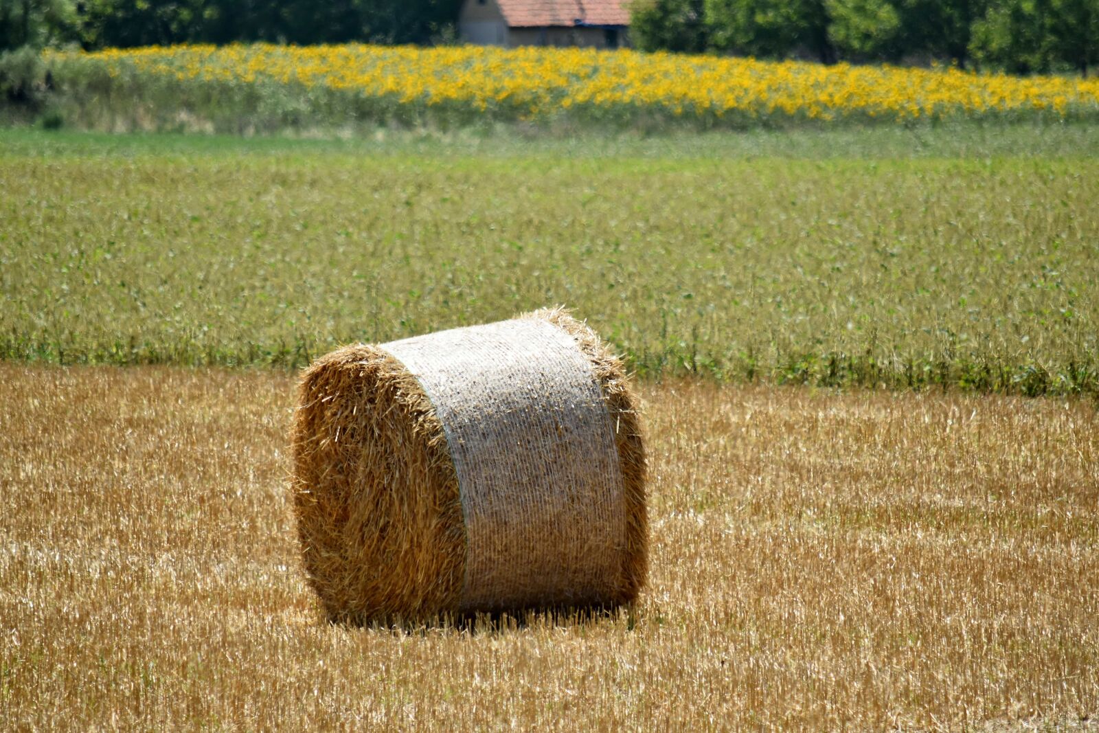 Nikon D5500 sample photo. Agriculture, farm, farmland, hay photography