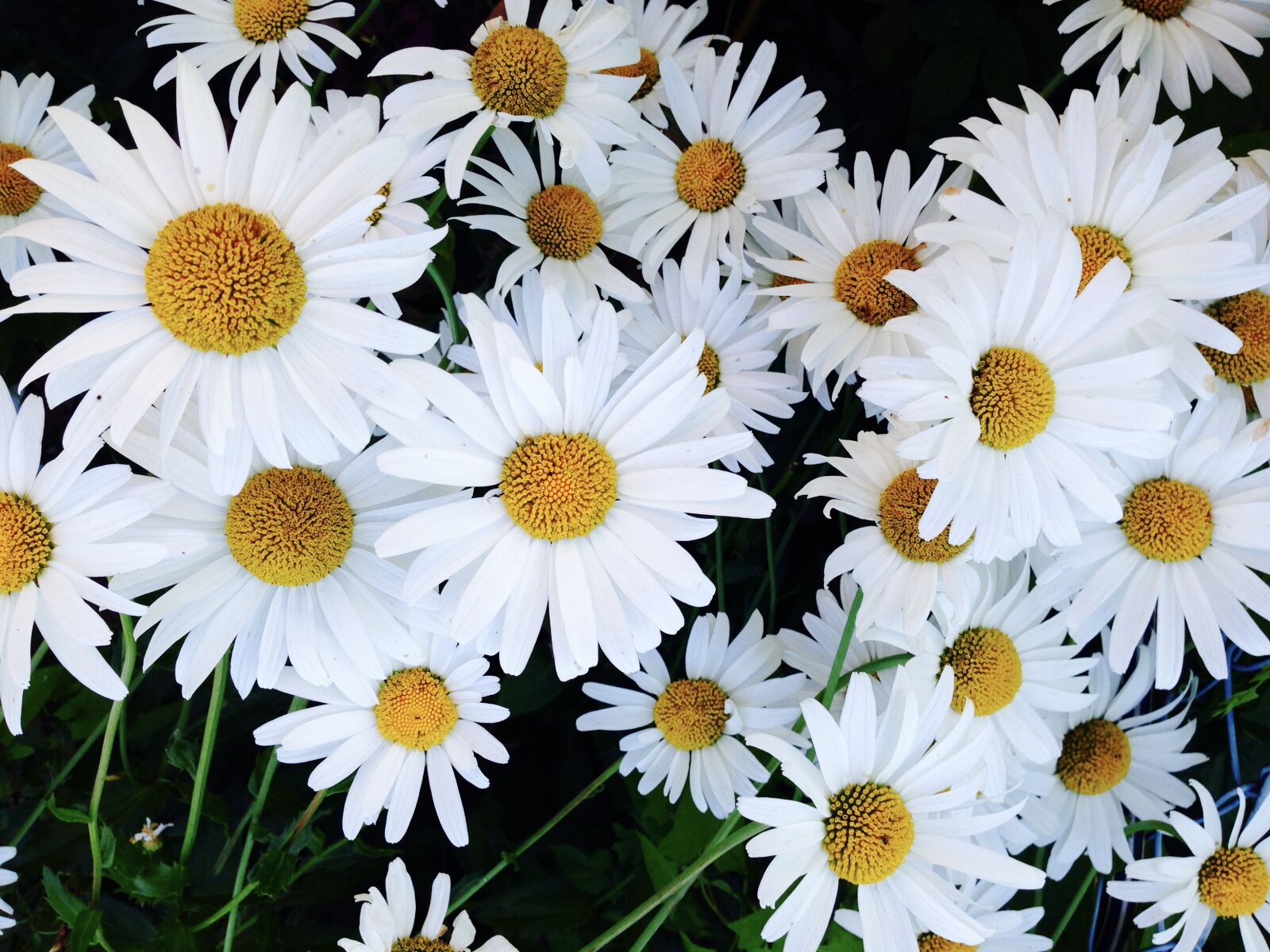 iPhone 5 back camera 4.12mm f/2.4 sample photo. Garden, daisies, flower photography