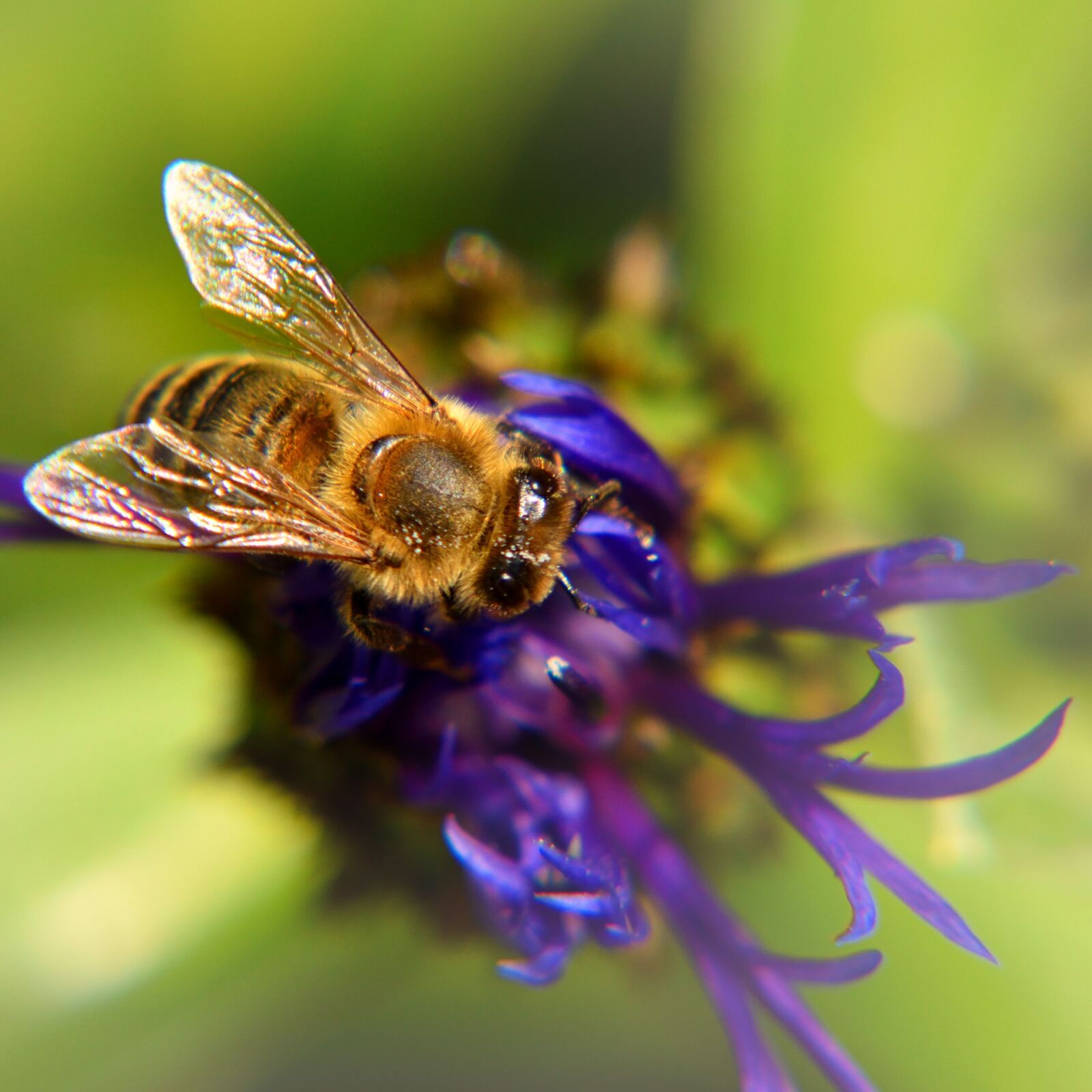 Nikon D5500 sample photo. Bee, cornflower, nature photography
