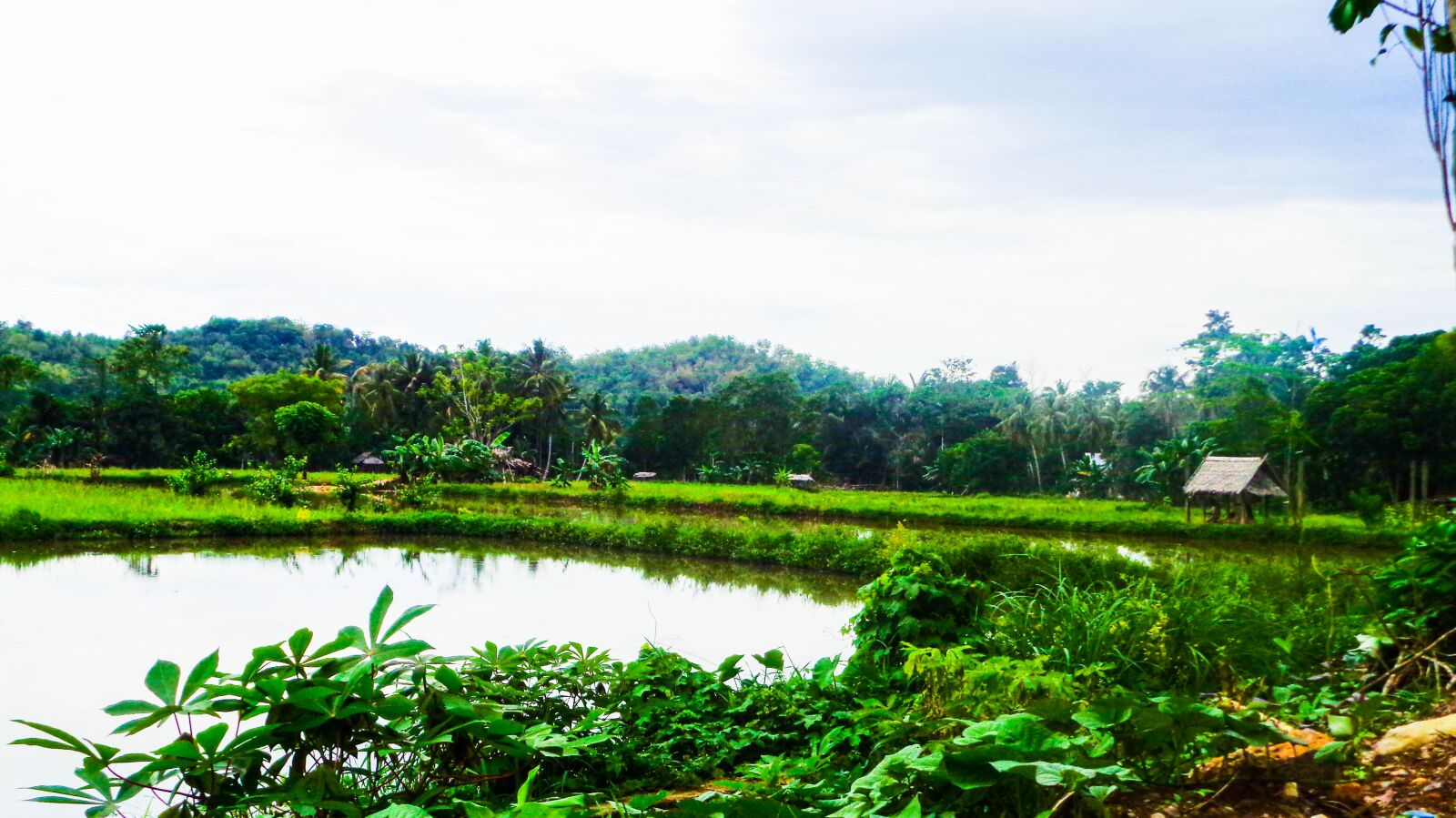 Sony Cyber-shot DSC-W830 sample photo. Sawah, pemandangan, galung photography