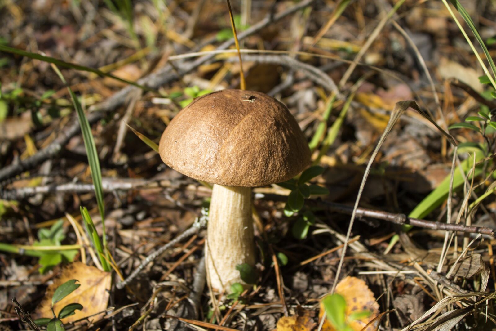Canon EOS 1100D (EOS Rebel T3 / EOS Kiss X50) sample photo. Mushroom, nature photography