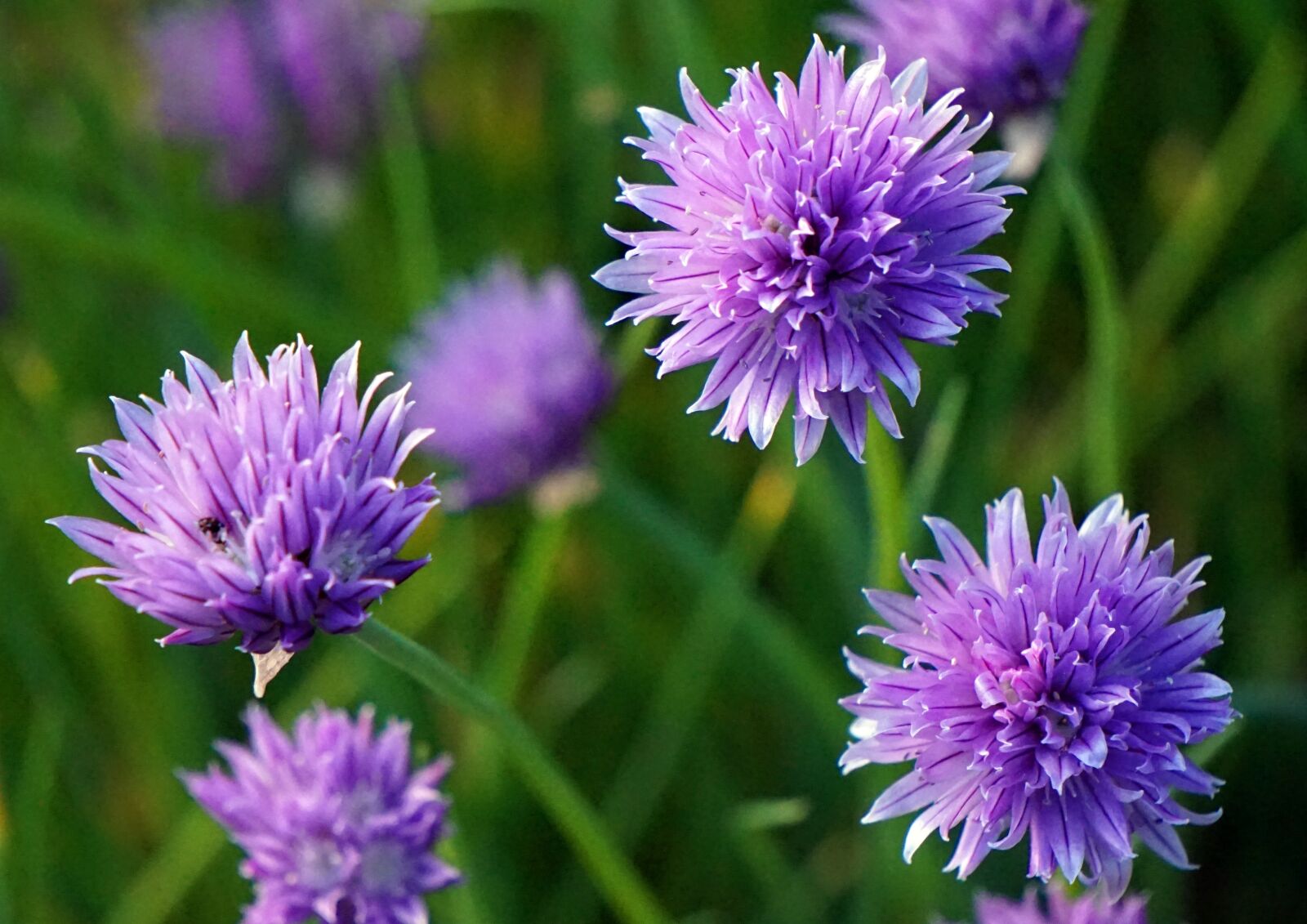 Sony Alpha a5000 (ILCE 5000) + Sony E 55-210mm F4.5-6.3 OSS sample photo. Leek, garden, blossom photography