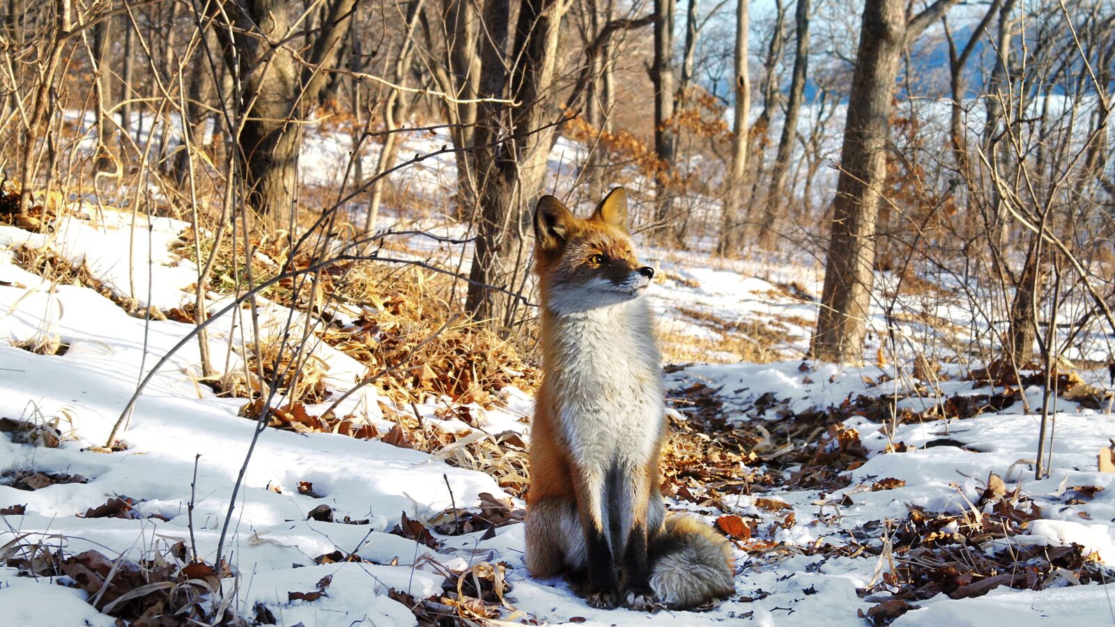 Samsung NX10 sample photo. Fox, nature, animals photography