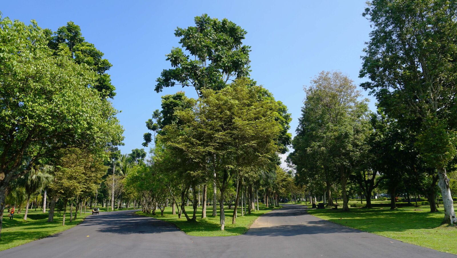 Sony a6300 sample photo. Trees, tree, nature photography