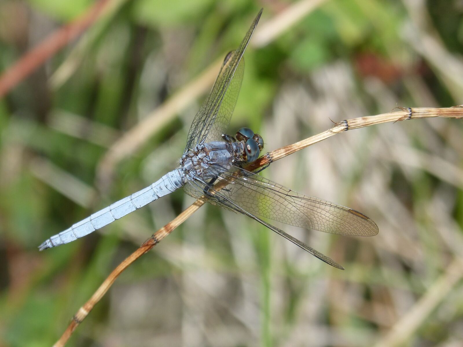 Panasonic DMC-FZ62 sample photo. Blue dragonfly, branch, wetland photography