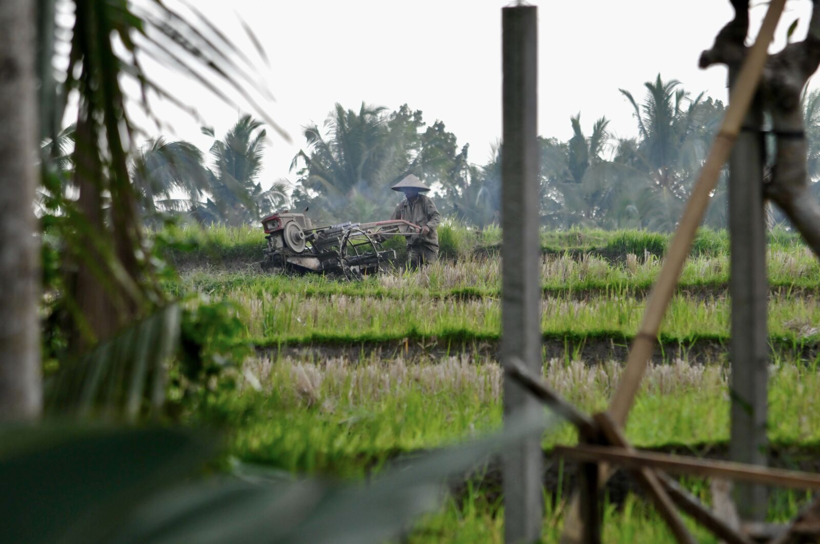 Nikon D300S sample photo. Bali, asia, rice photography