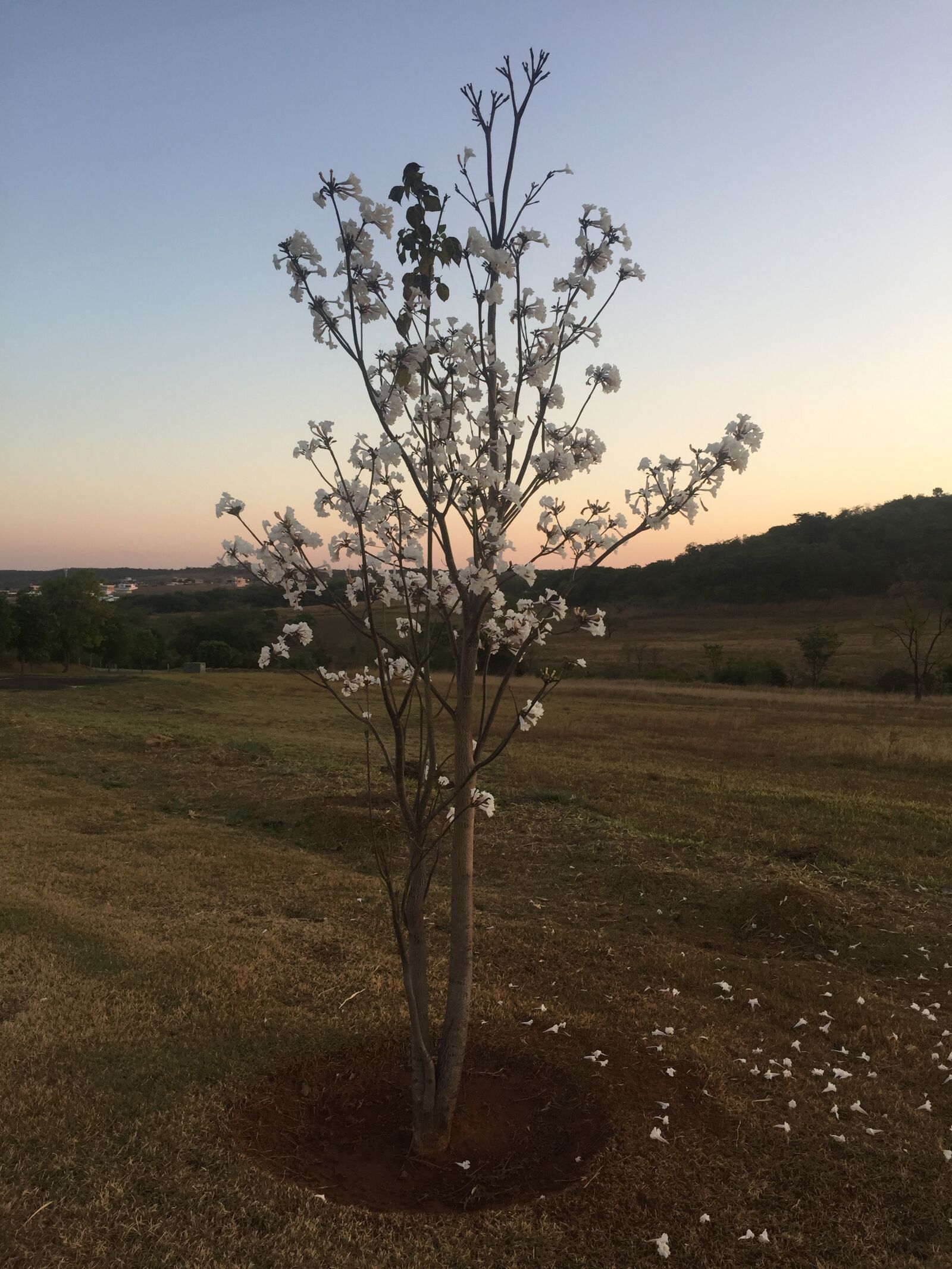 iPhone 6 back camera 4.15mm f/2.2 sample photo. Ipê, tree, at photography