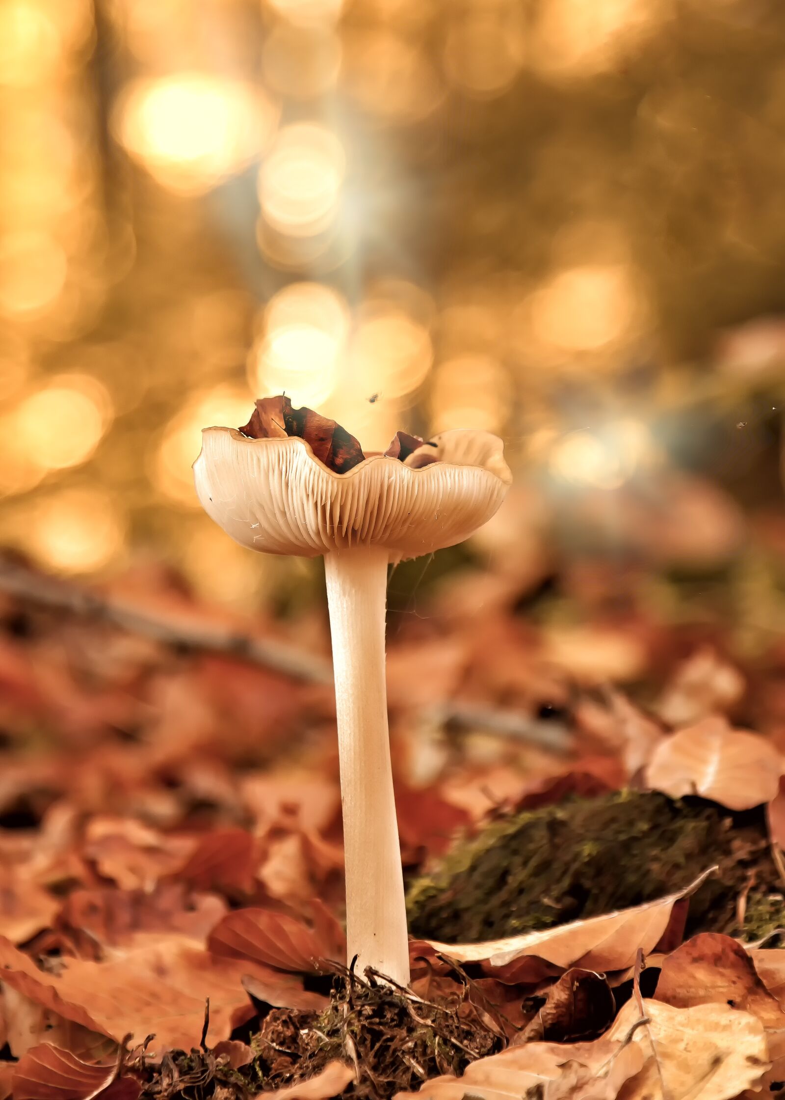 Canon EOS 50D + Canon EF 24-105mm F4L IS USM sample photo. Mushrooms, forest, autumn photography