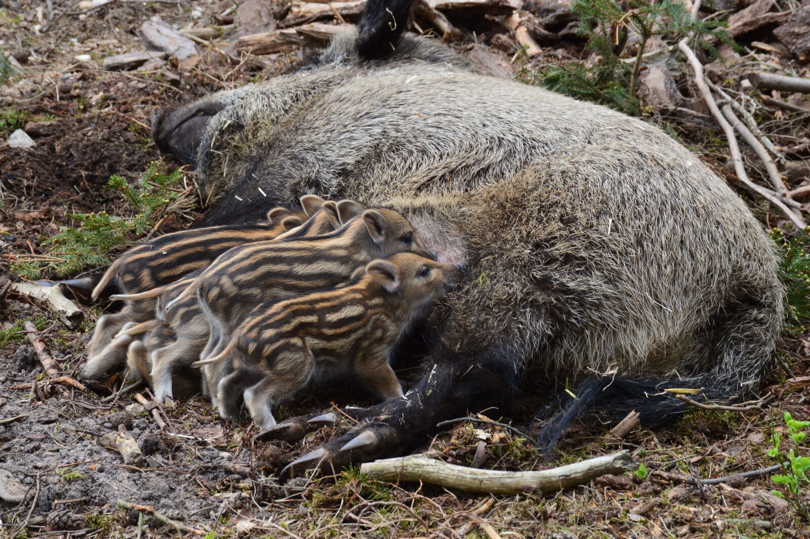 Nikon D3200 sample photo. Wild boar, hog wild photography