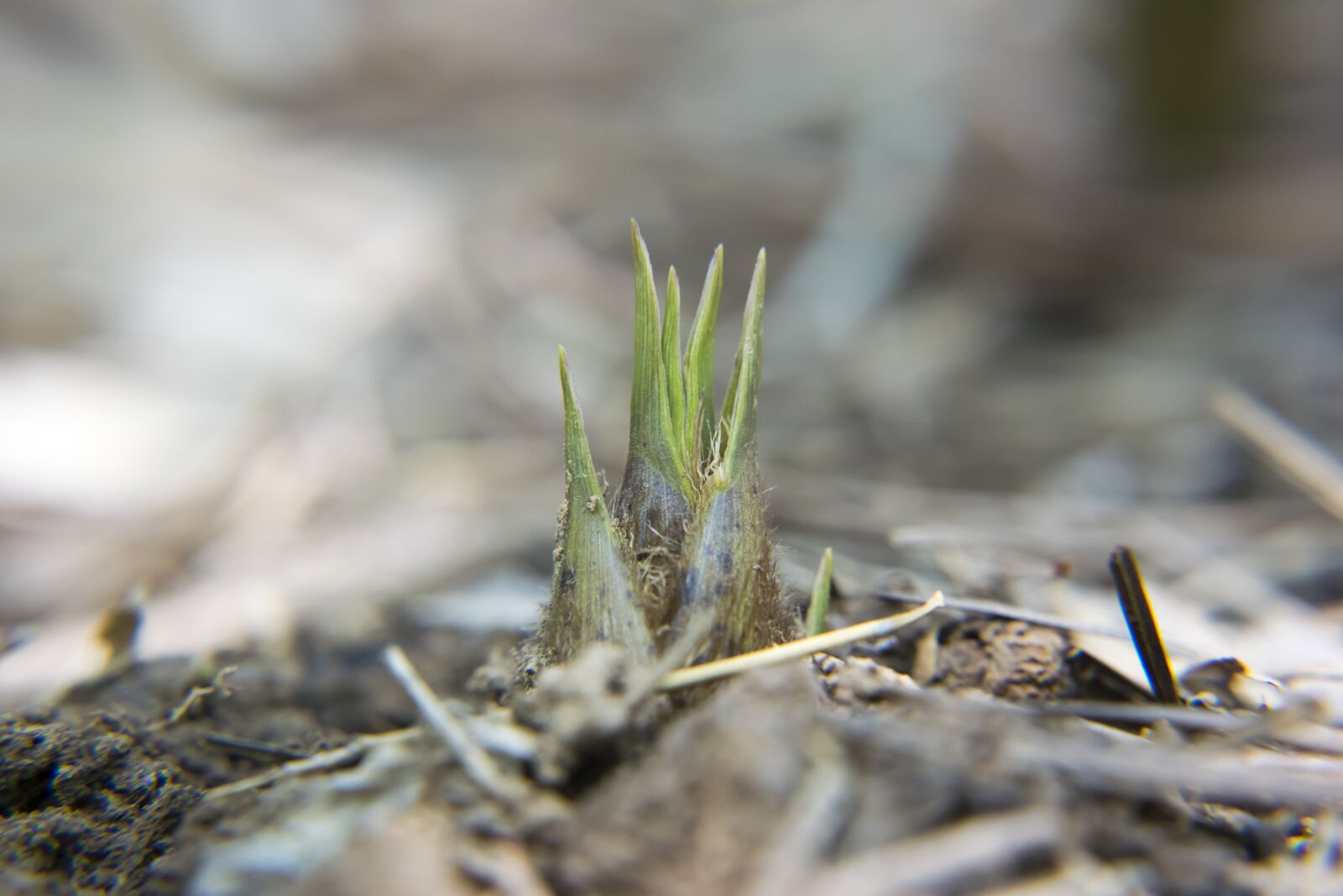 Nikon D5300 sample photo. Bamboo shoots, close-up, macro photography