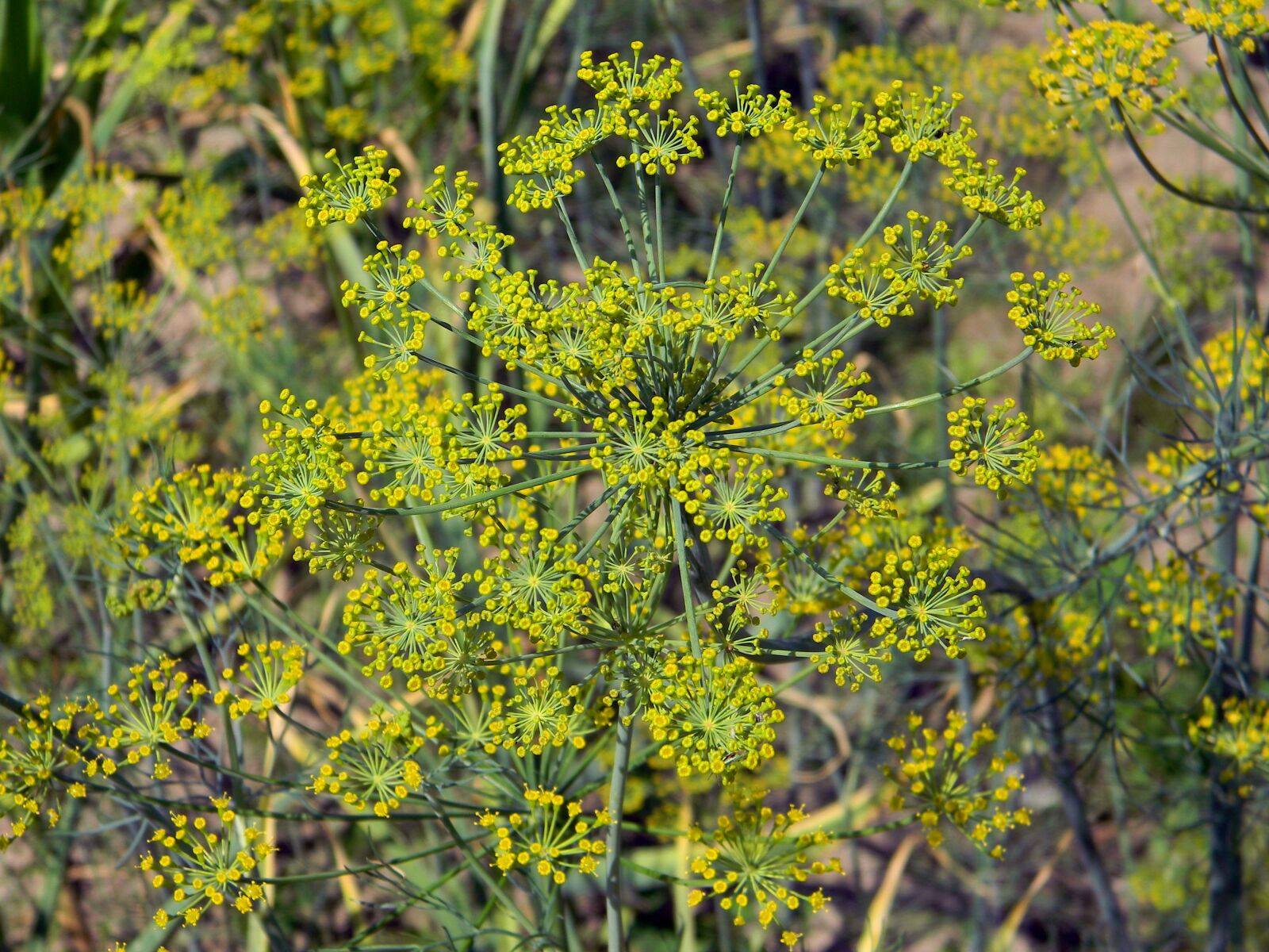 Nikon Coolpix L110 sample photo. Dill flowers, dill, spices photography