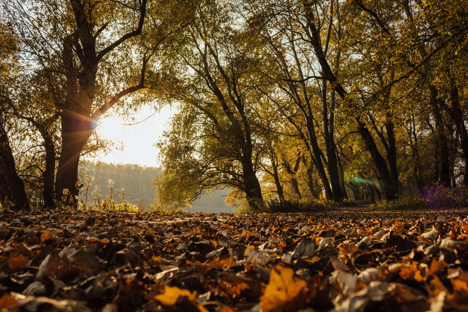Canon EF-S 18-55mm F3.5-5.6 IS sample photo. Sunshine, yellow leaves, light photography