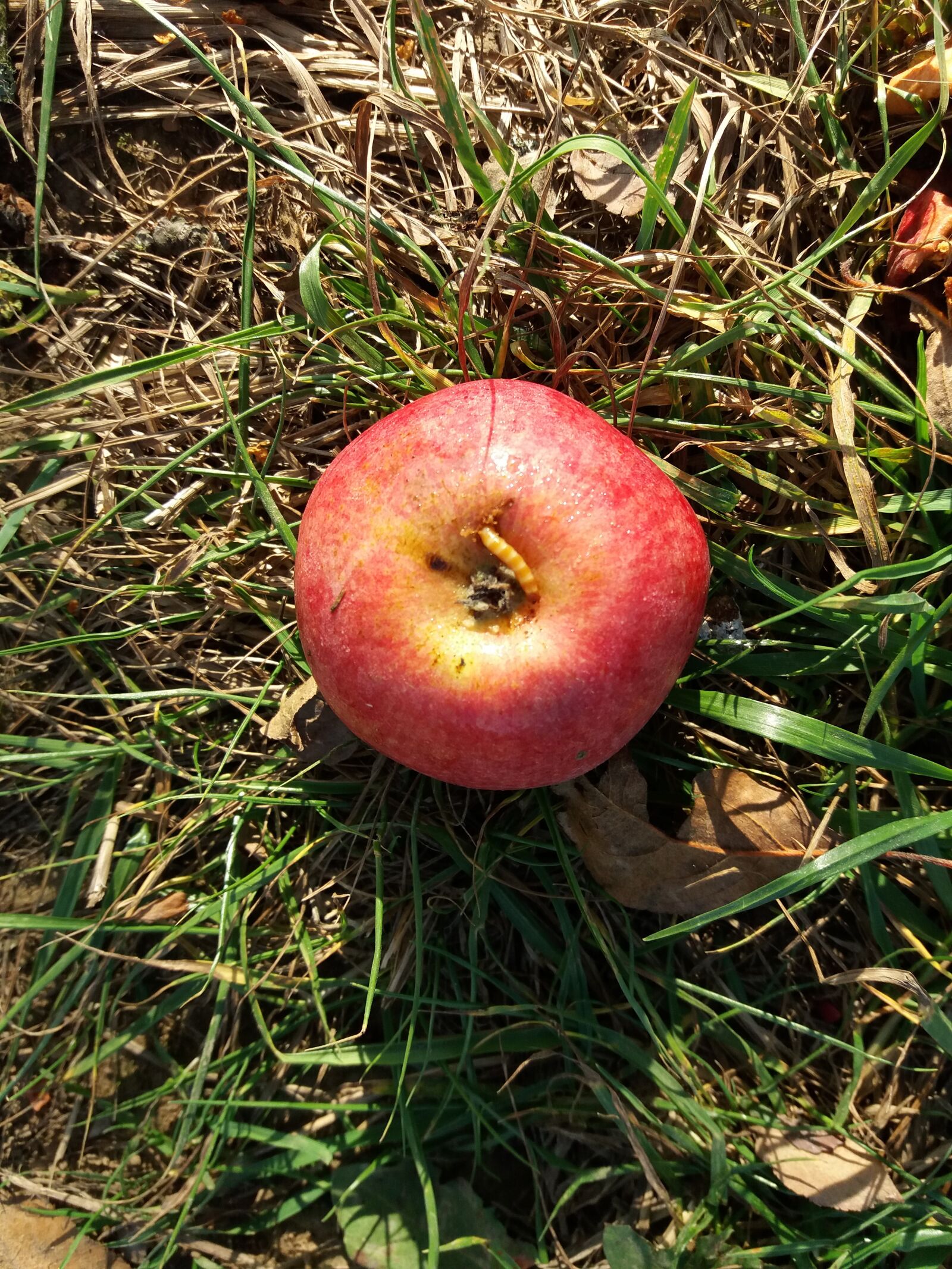 Samsung Galaxy J5(2016) sample photo. Apple, worm, fruit photography