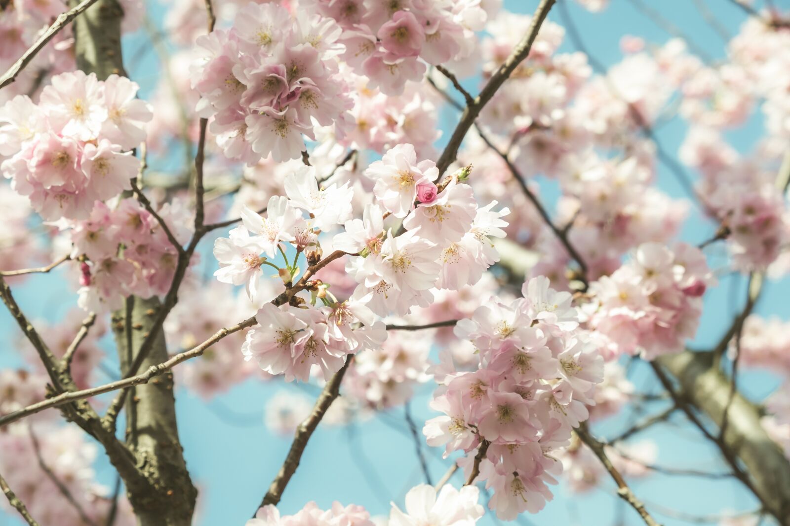Fujifilm X-T30 sample photo. Japanese cherry, flowers, blossom photography