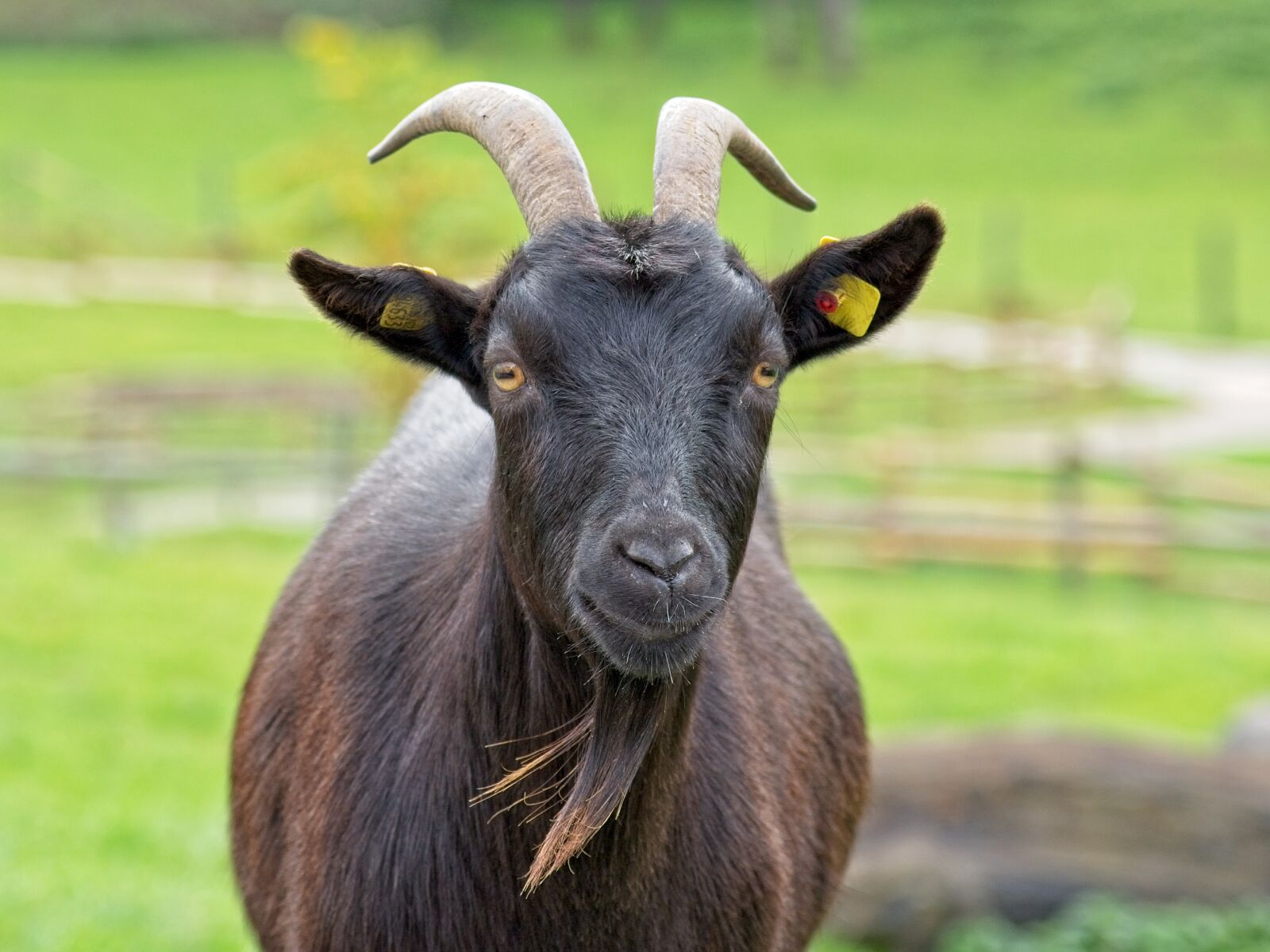 Nikon D7100 sample photo. Goat, domestic goat, horns photography