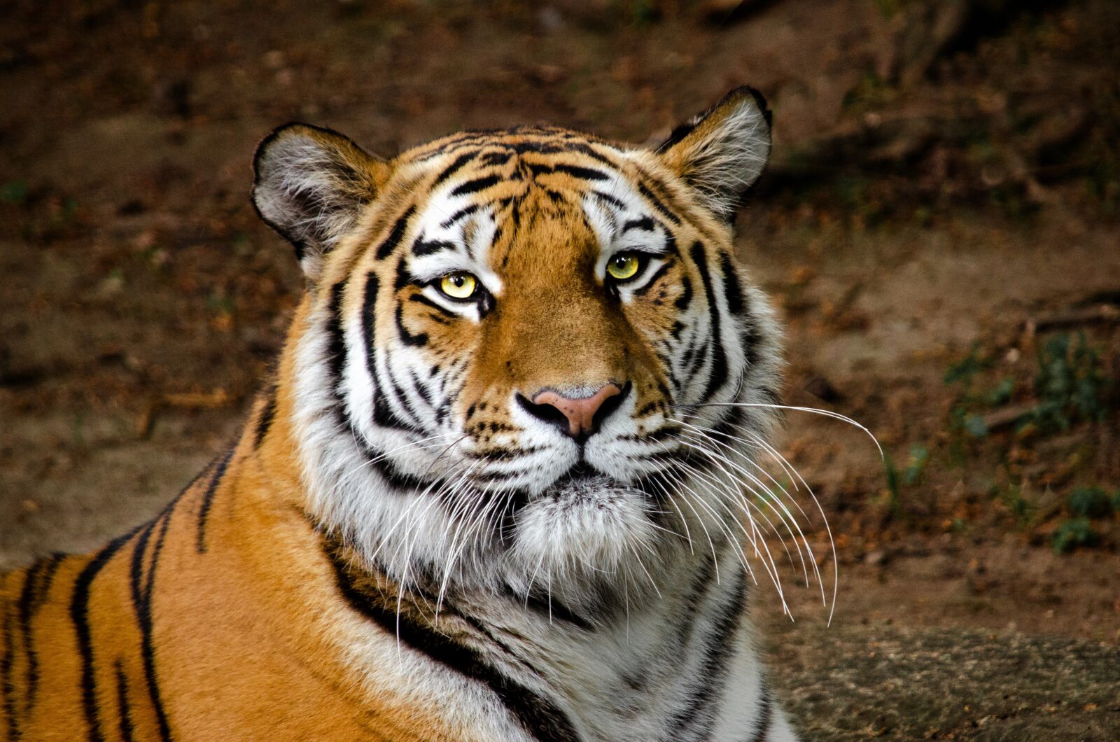 Nikon D5100 sample photo. Tiger, head, portrait photography