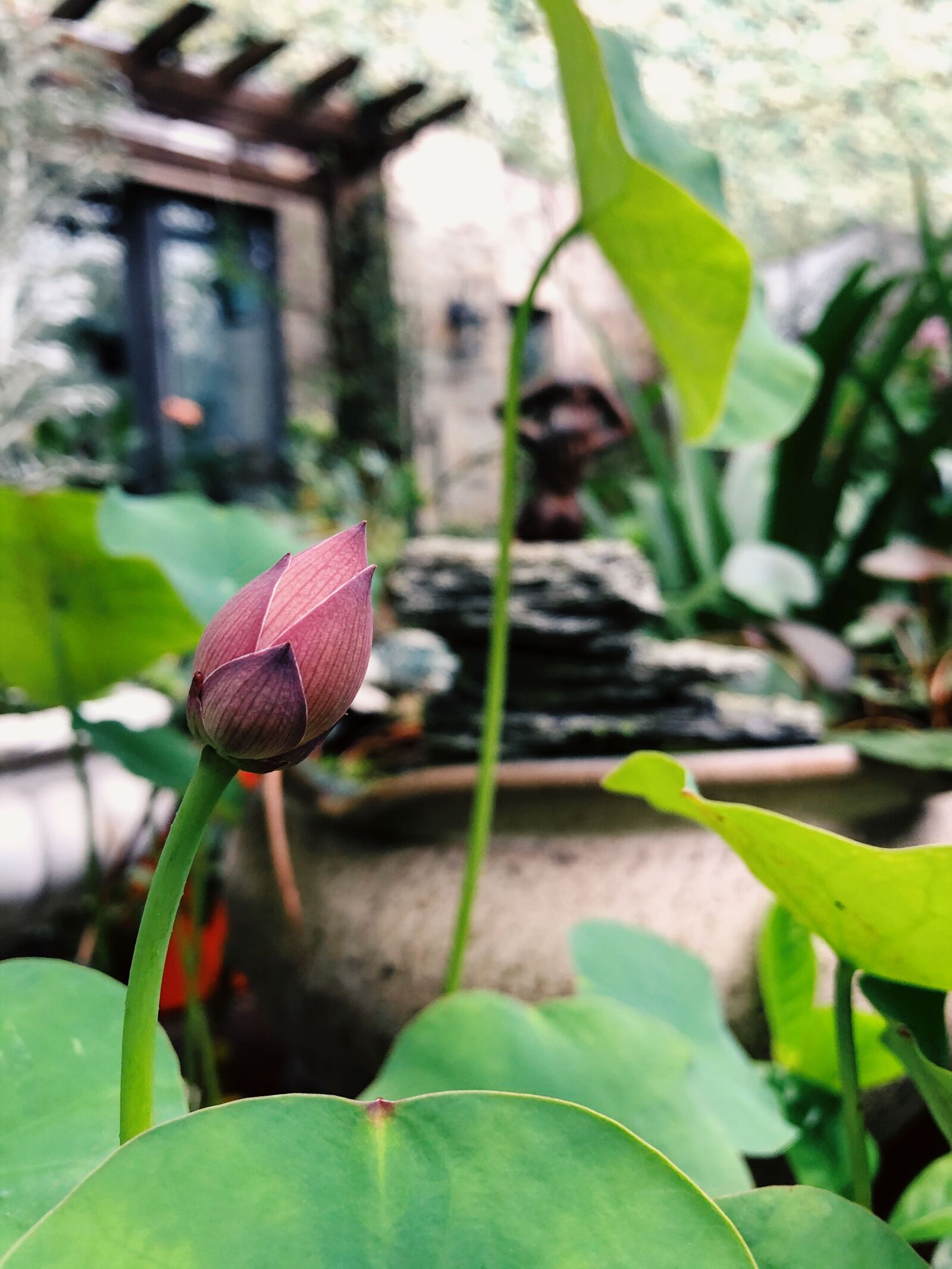 iPhone 8 Plus back dual camera 3.99mm f/1.8 sample photo. Water lilies, lotus photography